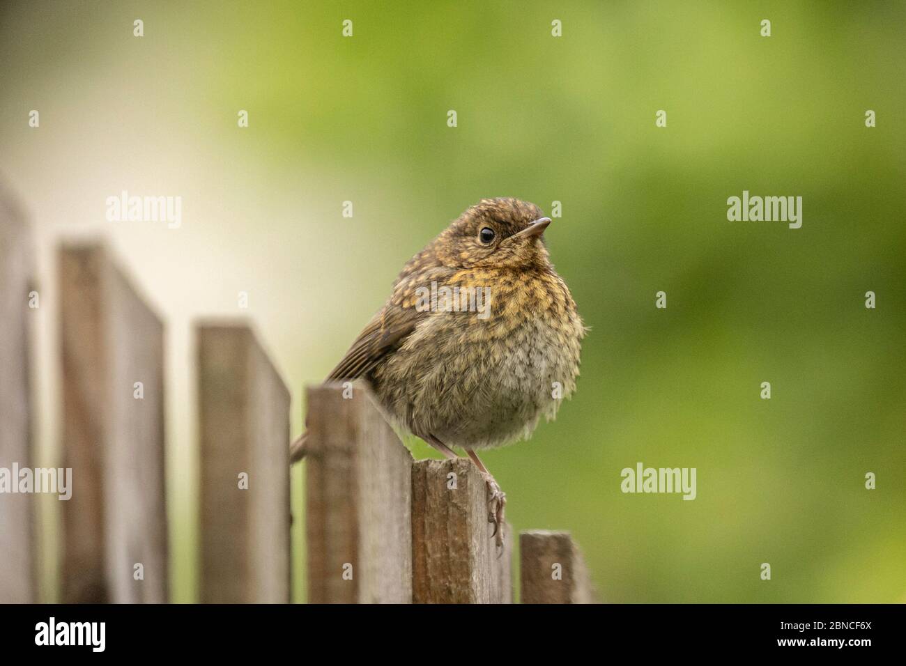 Jeune robin européen (erithacus rubecula) perché sur une clôture de jardin avec fond de bokeh vert naturel Banque D'Images
