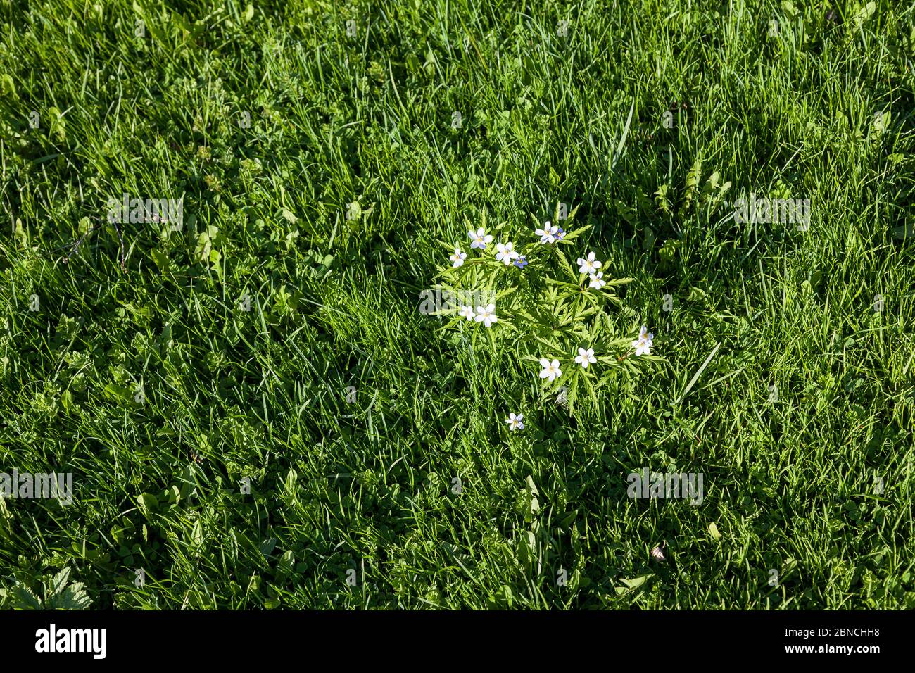 Un Bush avec de petites fleurs sauvages blanches avec cinq pétales et un  milieu jaune sur le fond d'une jeune pelouse juteuse vert vif. L'été reste  en Photo Stock - Alamy