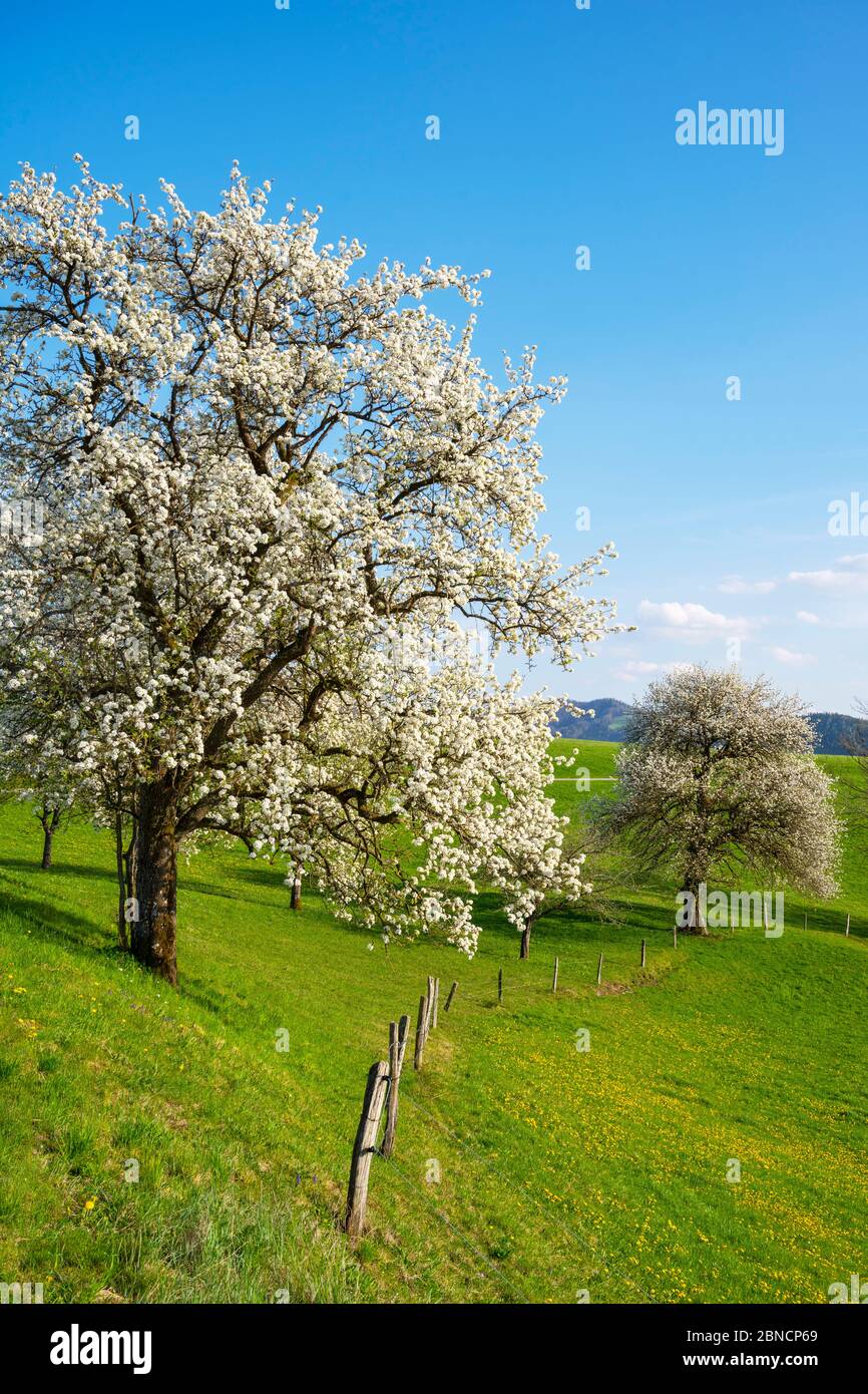 Österreich, Niederösterreich, Mostviertel, Mostbaumblüte, région Waidhofen - Ybbsitz Banque D'Images