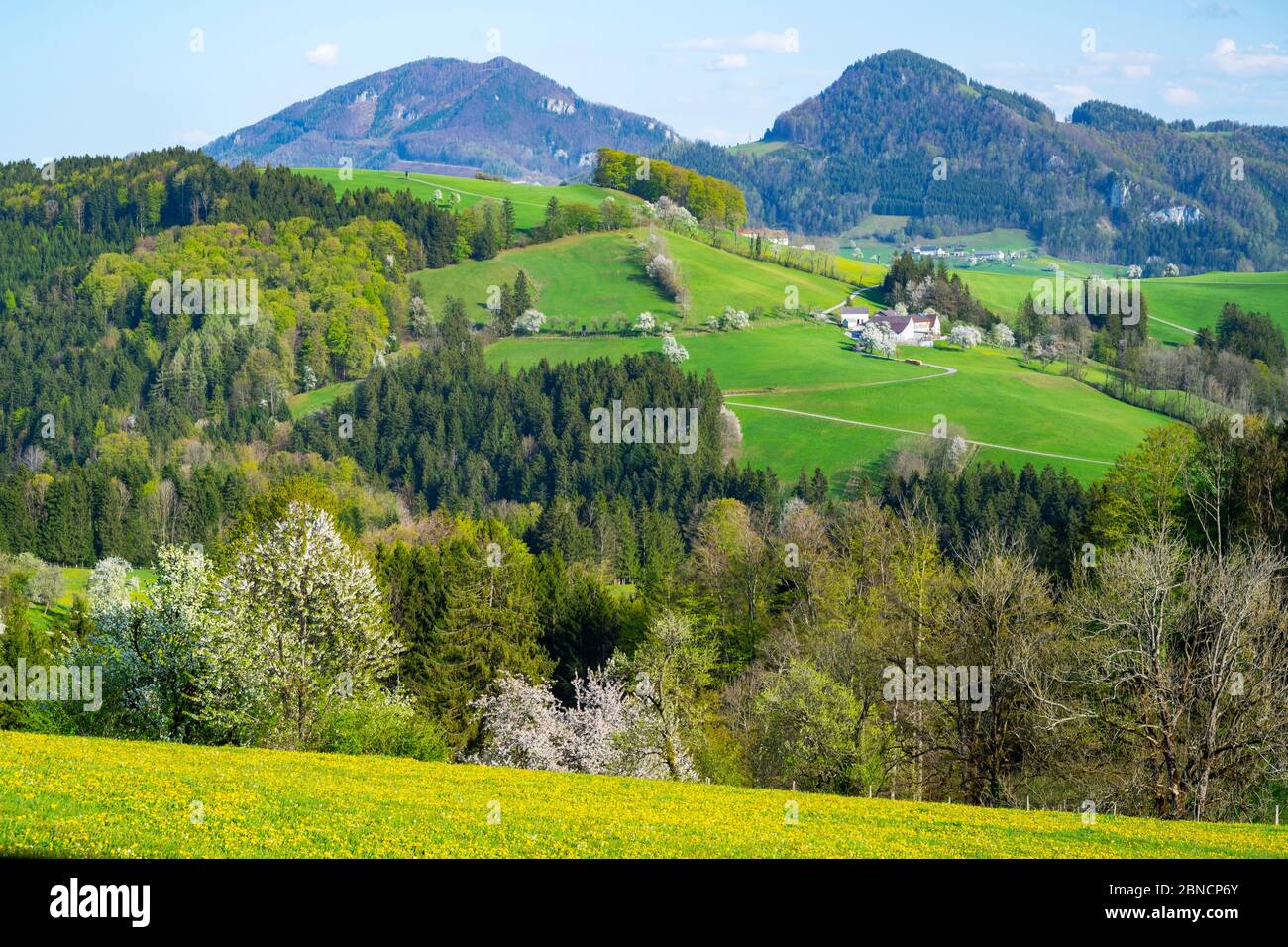 Österreich, Niederösterreich, Mostviertel, Mostbaumblüte, région Waidhofen - Ybbsitz Banque D'Images