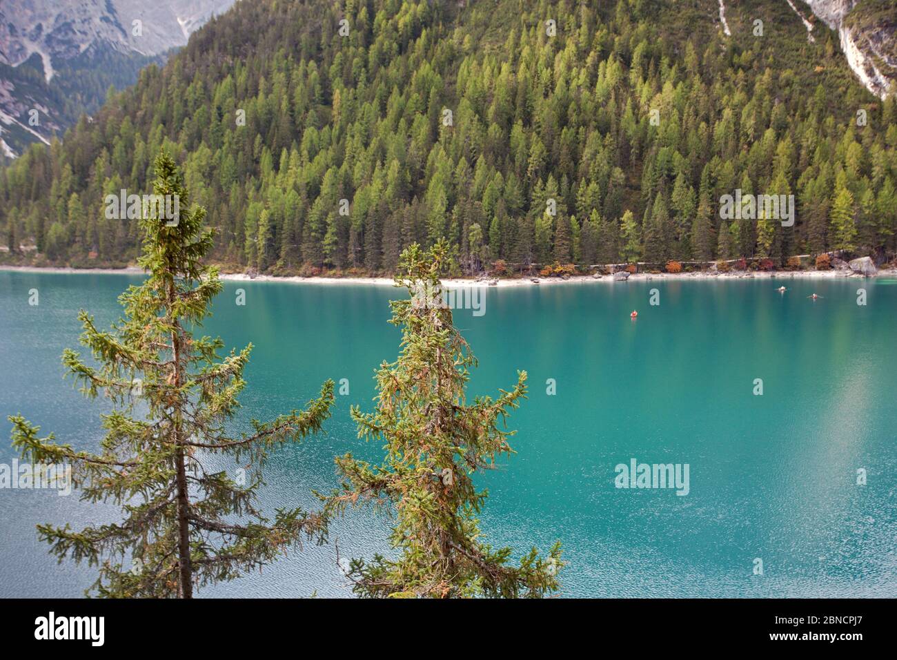 Lac Braies avec larches Banque D'Images
