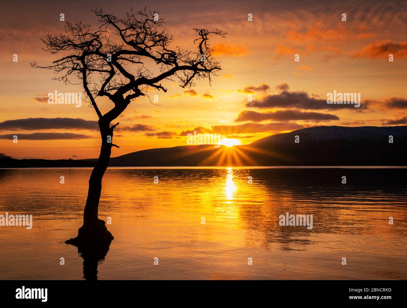 Coucher de soleil Un seul arbre à Milarrochy Bay Loch Lomond et le parc national des Trossachs près de Balmaha Stirling Ecosse Royaume-Uni GB Europe Banque D'Images