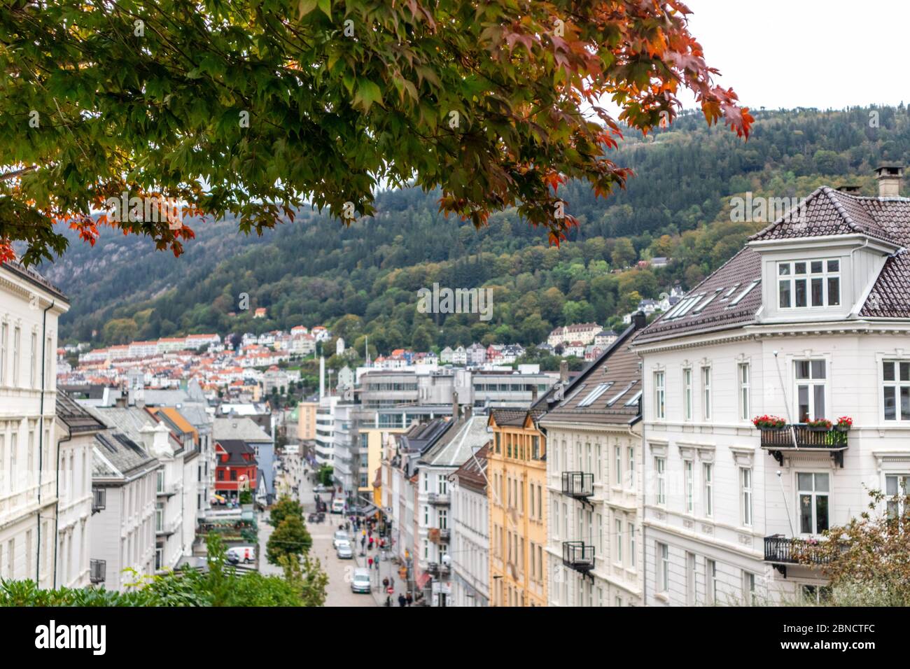 Marche dans les rues de Bergen, Norvège. Arbre d'automne coloré avec feuilles vertes et rouges sur le chemin de l'église Saint-Jean à la vieille ville. Maisons floues à l'arrière Banque D'Images