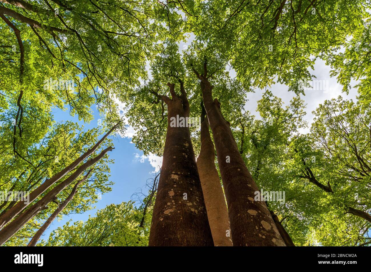 Vue sur un couvert d'arbres dans une forêt Banque D'Images