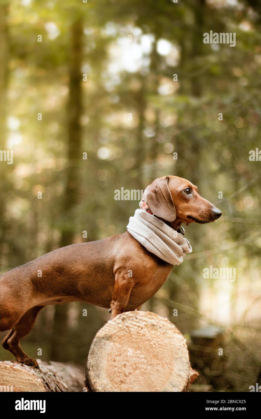 Joli chien de garde-robe marron pendant la journée Photo Stock - Alamy
