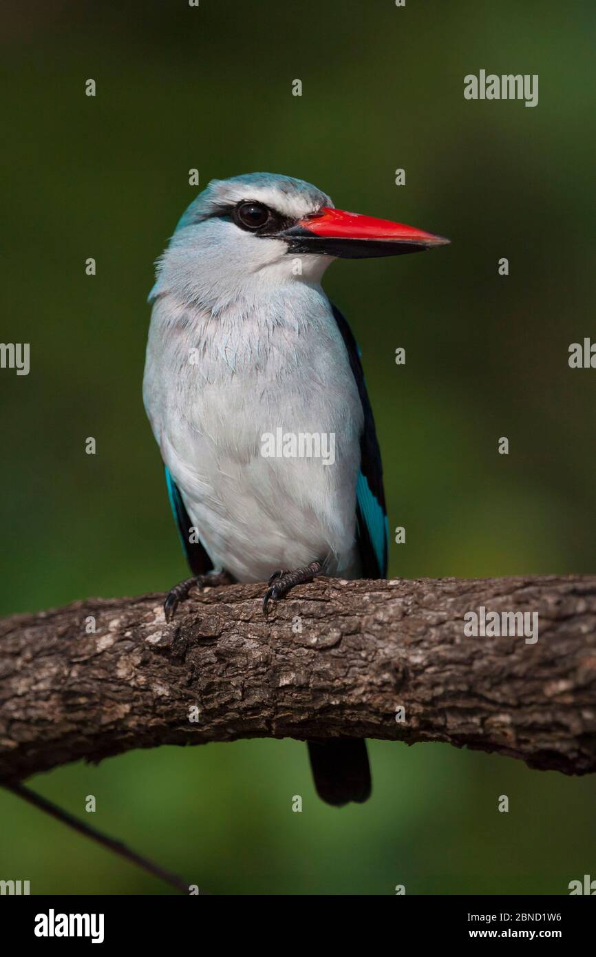 kingfisher des bois (Halcyon senegalensis) perché dans les bois sur les rives de la rivière Letaba, parc national Kruger, Afrique du Sud. Banque D'Images