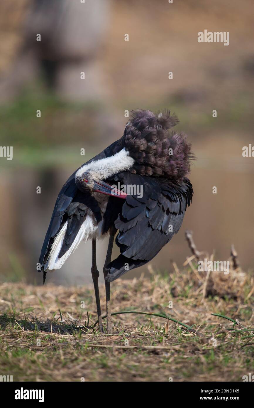 Ciconoque à col laineux (Ciconia episcopus) qui préenfile ses plumes d'ailes tout en se tenant sur les rives du lac Panic, Parc national Kruger, Afrique du Sud. Banque D'Images