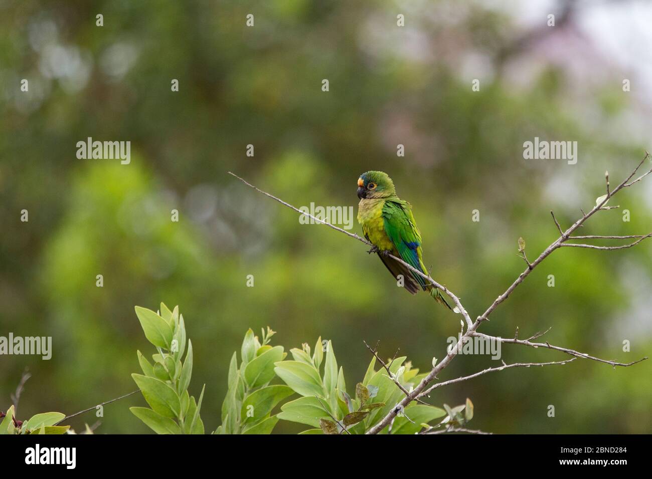Parakeet à pêche (Aratinga aurea) Pantanal, Brésil. Banque D'Images