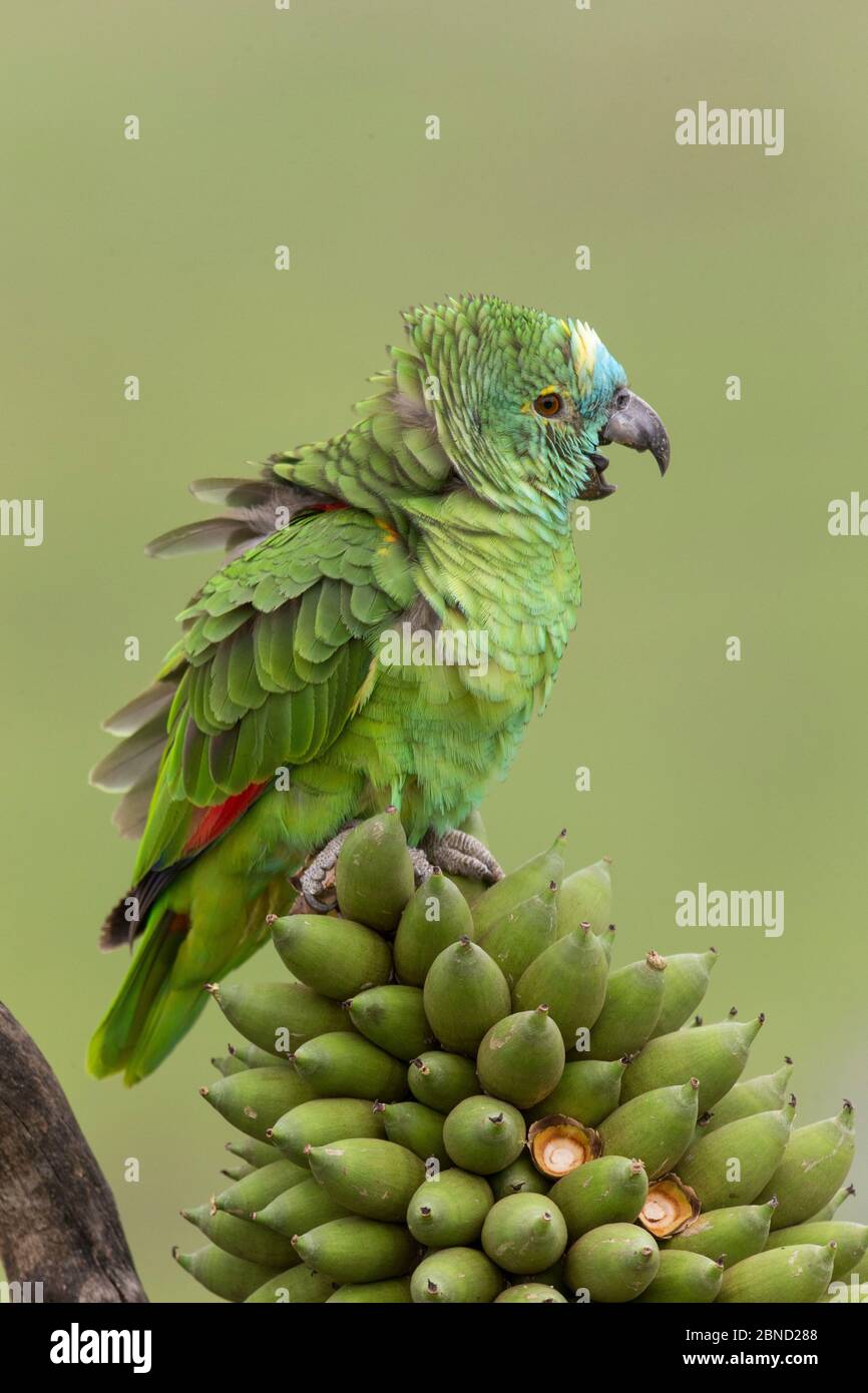 Perroquet à fronton bleu (Amazona aestiva) Pantanal, Brésil Banque D'Images