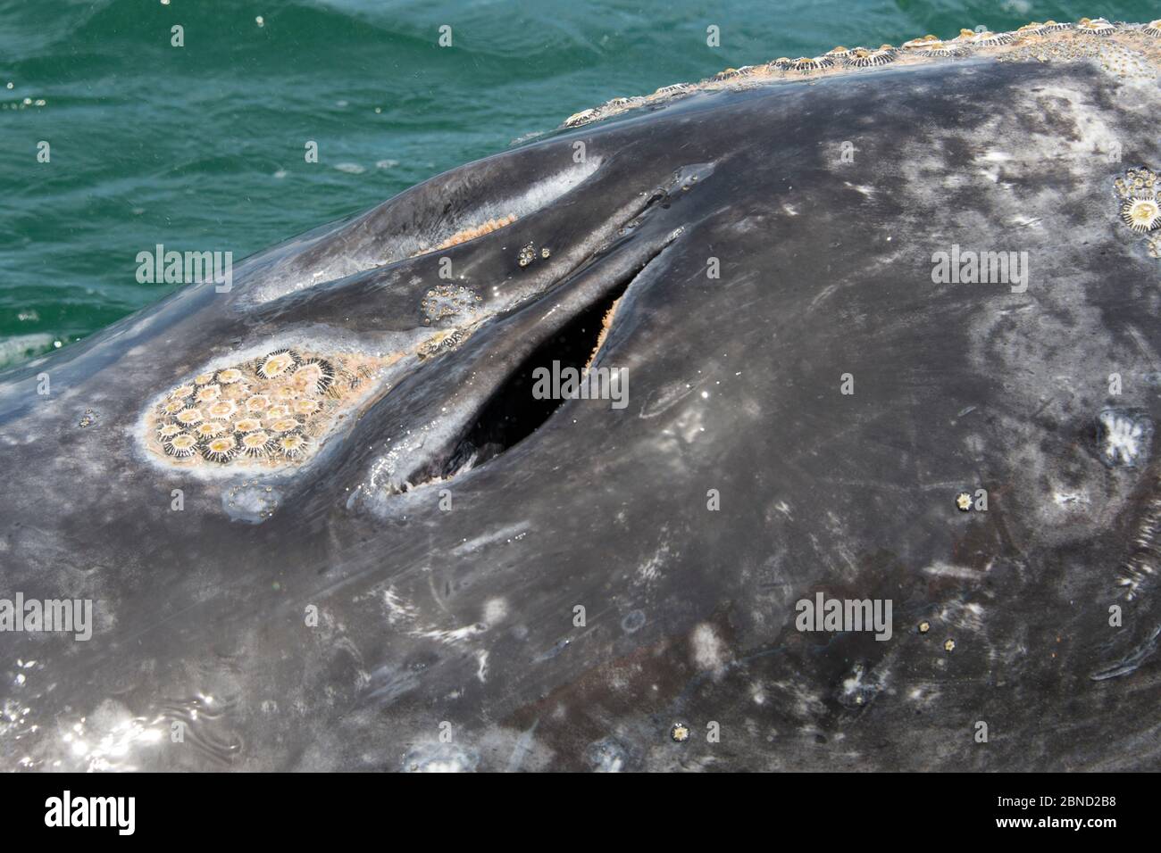 Baleine grise (Eschrichtius robustus) avec barnacles de baleines (Coronulidae) lagune de San Ignacio, Baja California, Mexique Banque D'Images