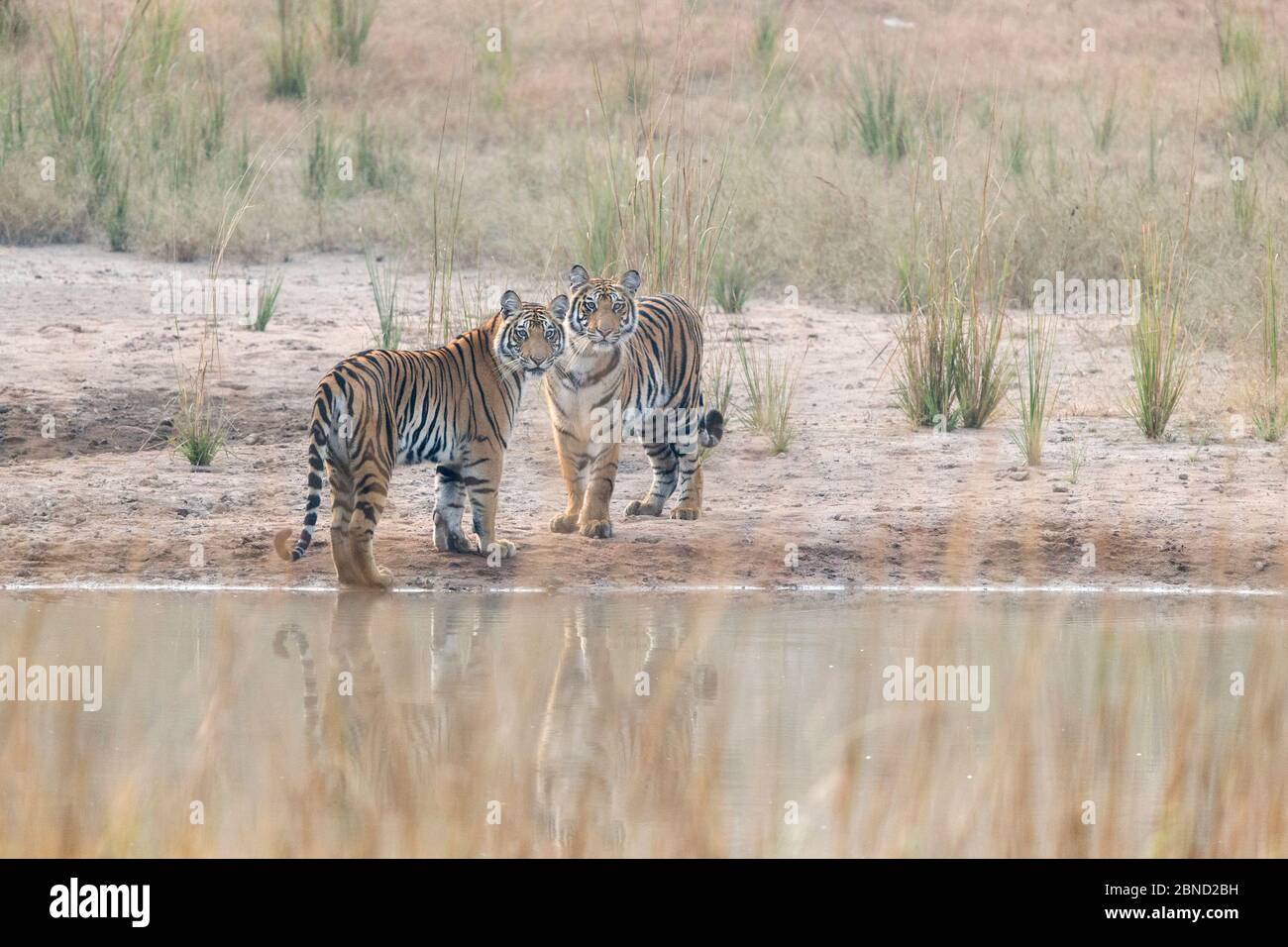 Tigre du Bengale (Panthera tigris tigris) juvéniles (moins de un an et demi) à l'affiche, Bandhavgarh National Park, Inde. Banque D'Images