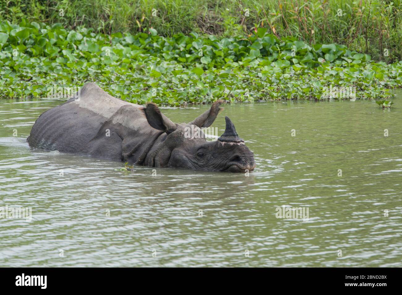 Nage avec les rhinocéros indiens (Rhinoceros unicornis), parc national de Kaziranga, Inde. Banque D'Images