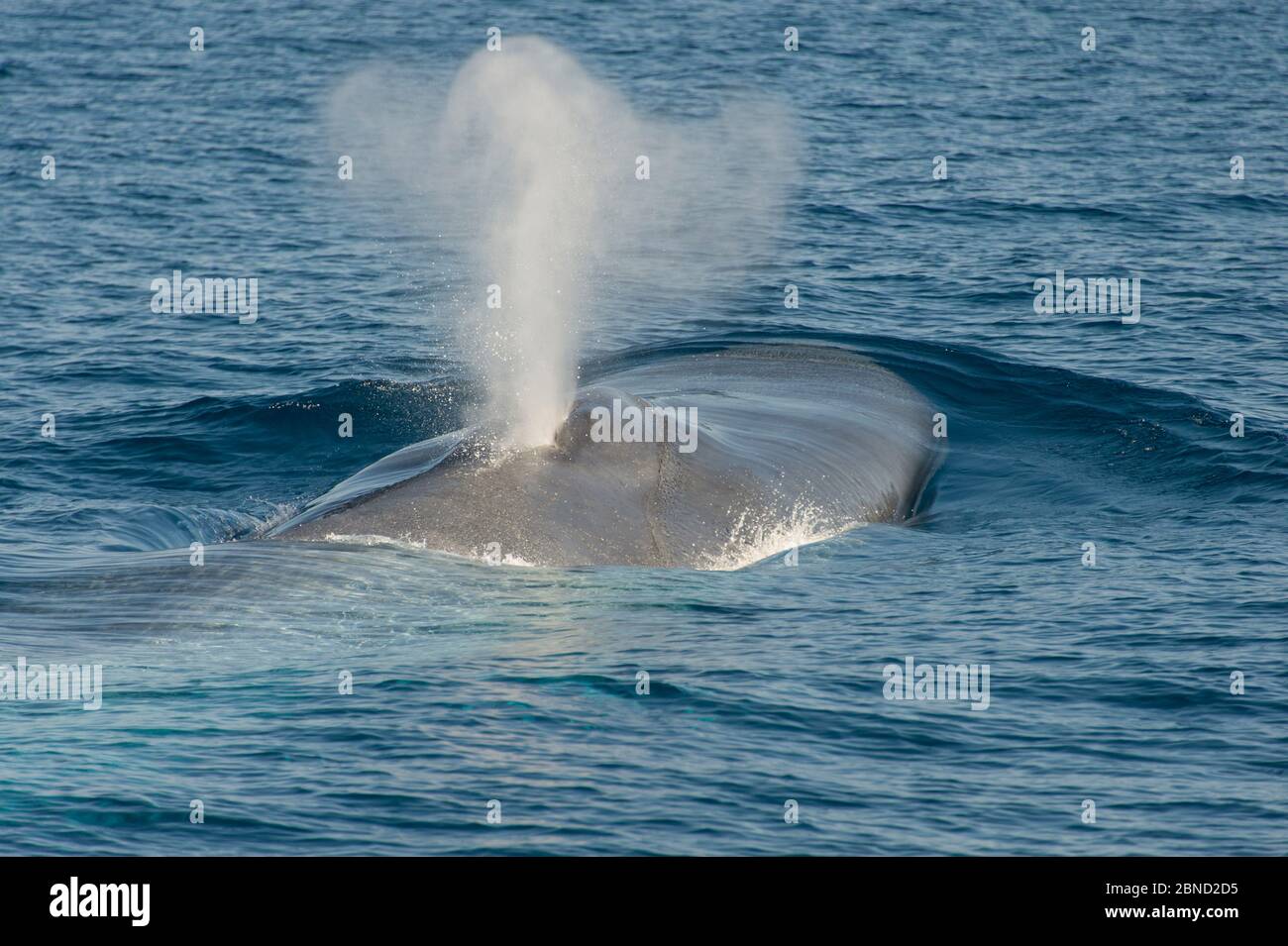 Baleine bleue (Balaenoptera musculus) soufflant à la surface, Basse-Californie, Mexique Banque D'Images