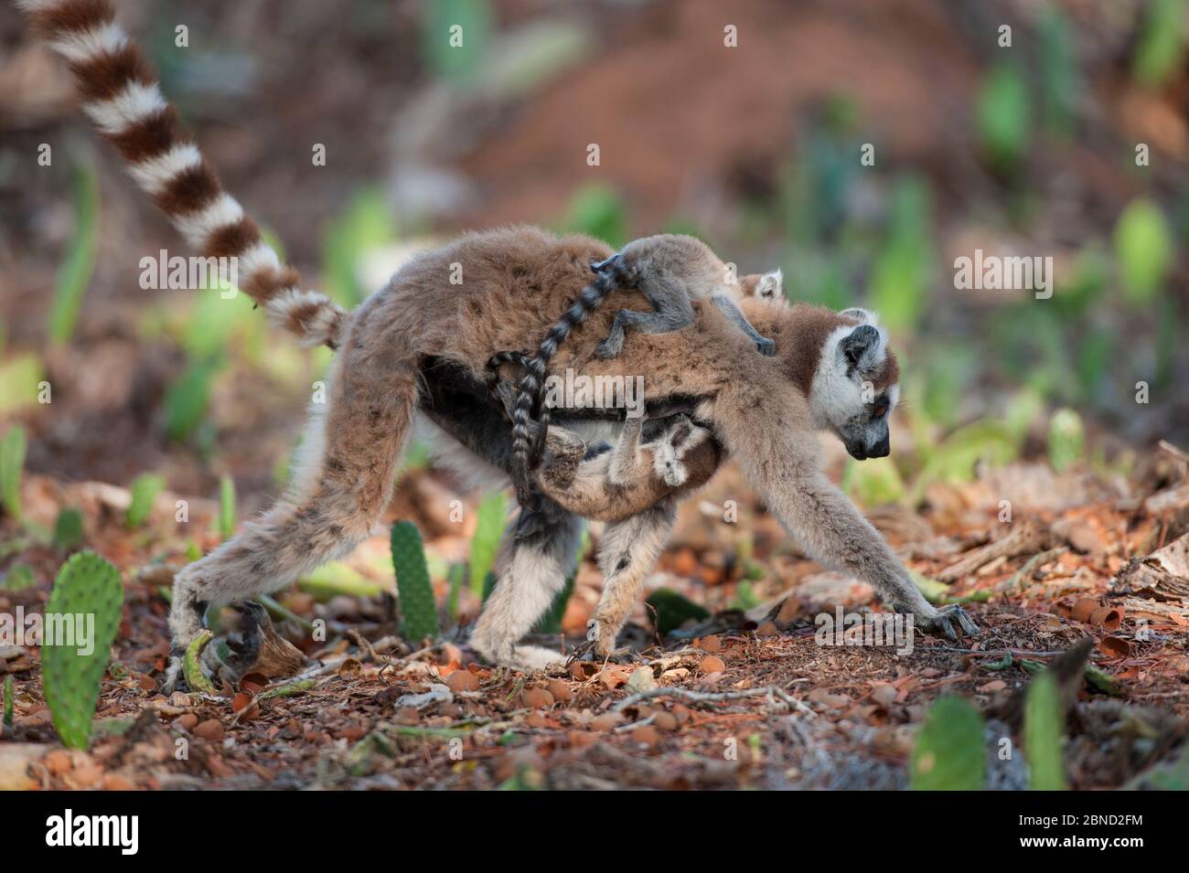 Untitled Document l'anneau (Lemur catta) mère portant très jeunes (1-2 semaines) les bébés, Berenty Réserve privée, à Madagascar. Banque D'Images