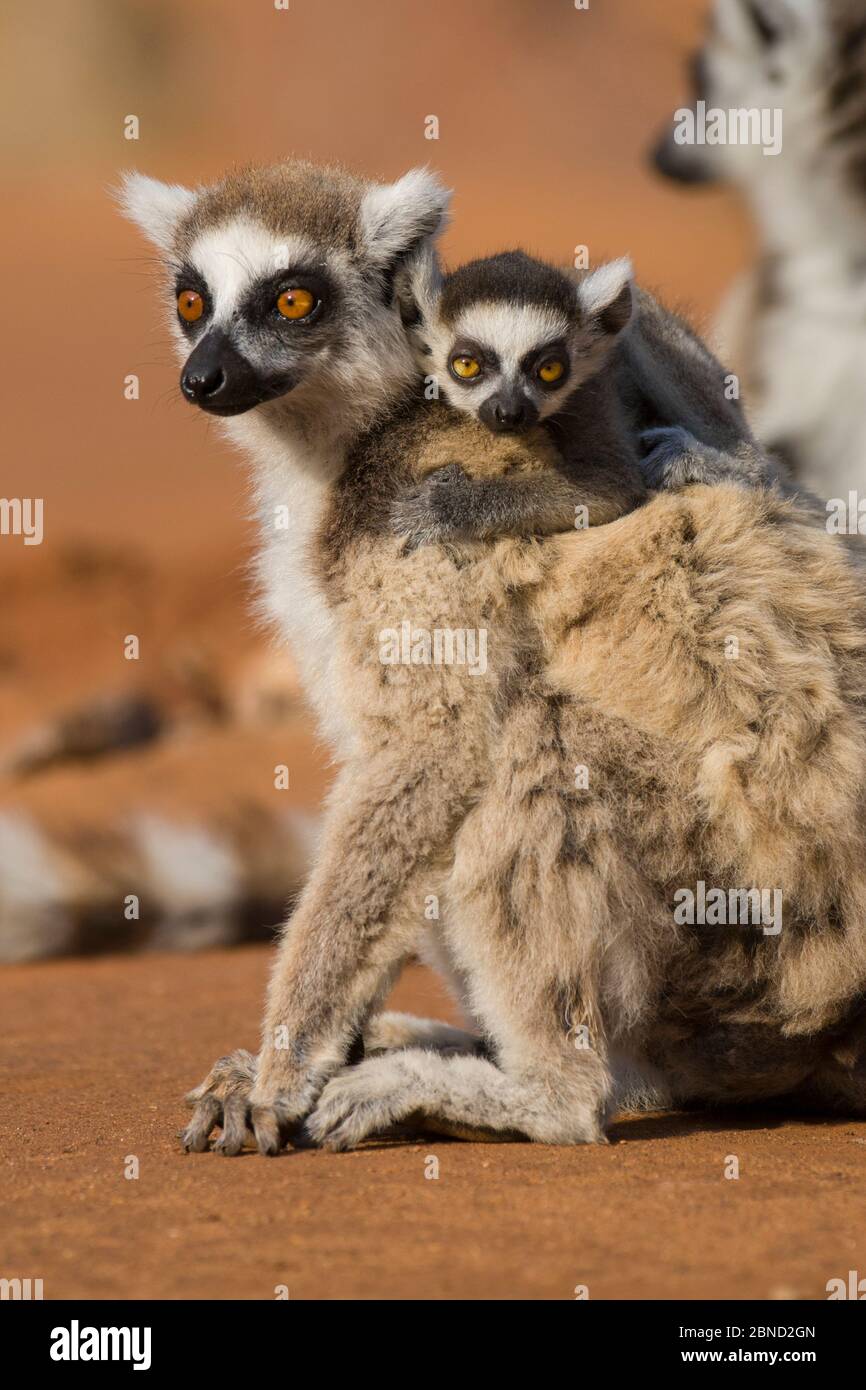 Lémure à queue circulaire (Lemur catta) bébé (2-4 semaines) sur le dos des mères, Berenty Réserve privée, Madagascar Banque D'Images