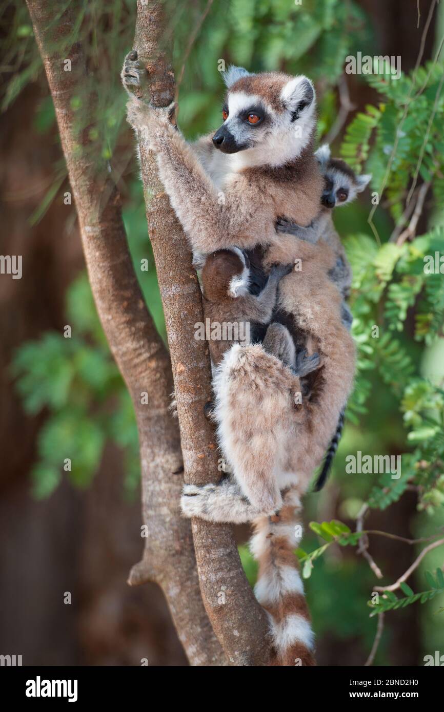 Mère de lémuriens à queue circulaire (Lemur catta) avec 1-2 semaines de jumeaux dans un arbre, réserve privée Berenty, Madagascar. Banque D'Images