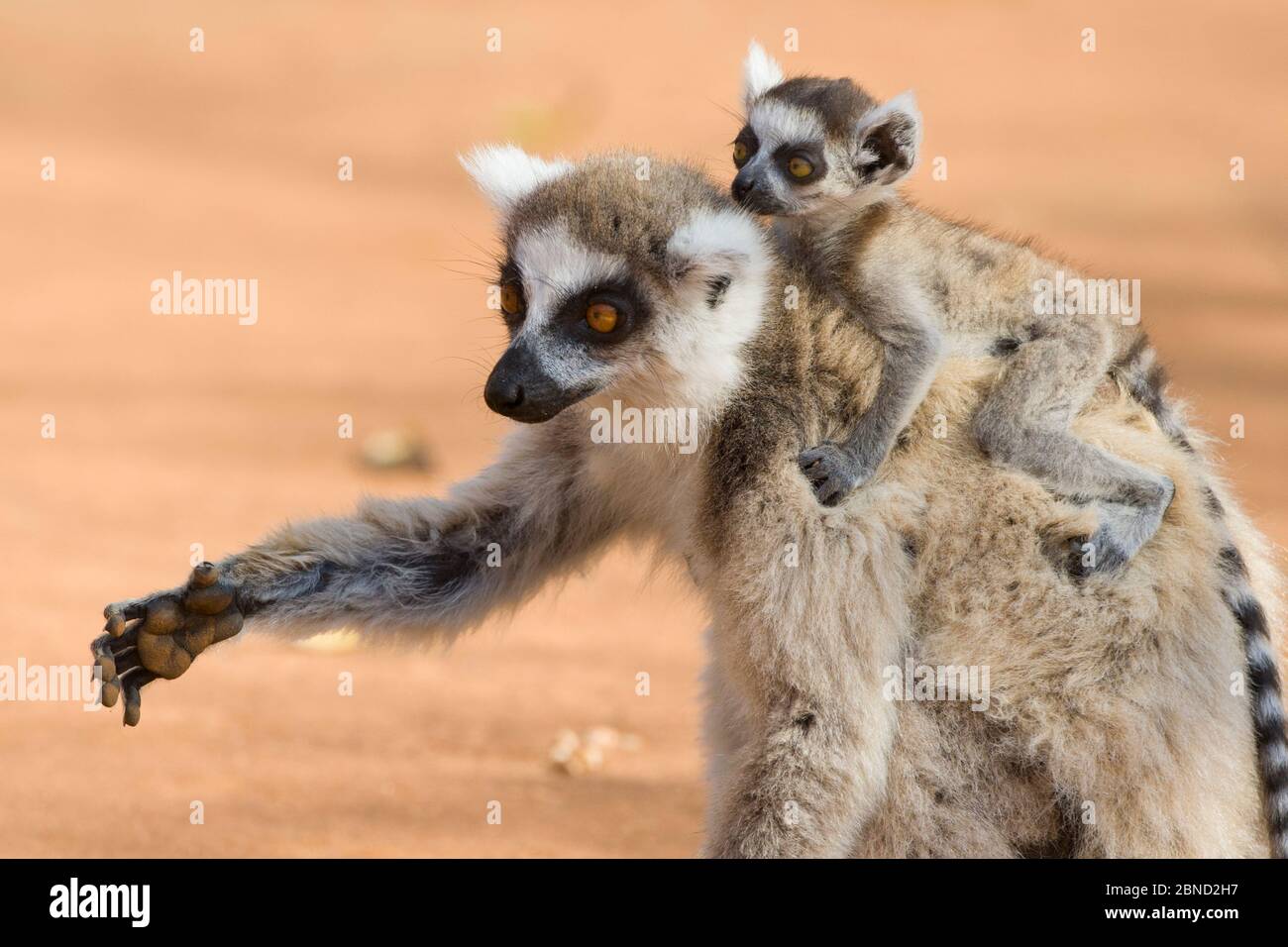 Mère de lémuriens à queue circulaire (Lemur catta) avec très jeune (1-2 semaines) bébé à cheval à l'arrière, réserve privée Berenty, Madagascar. Banque D'Images