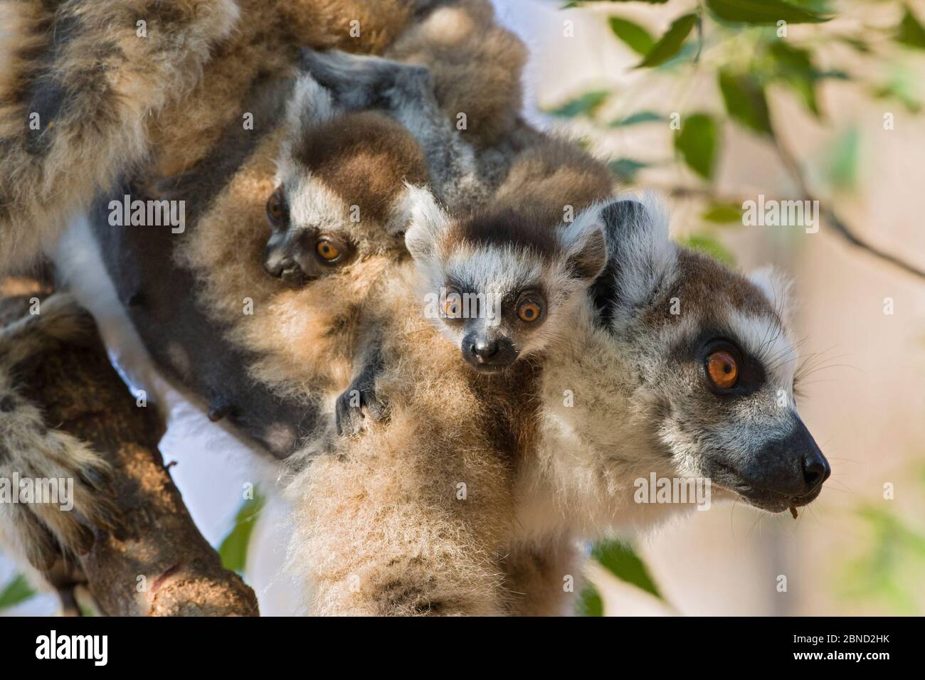 Mère de lémuriens à queue circulaire (Lemur catta) avec très jeunes (1-2 semaines) bébés à cheval sur le dos, réserve privée Berenty, Madagascar. Banque D'Images