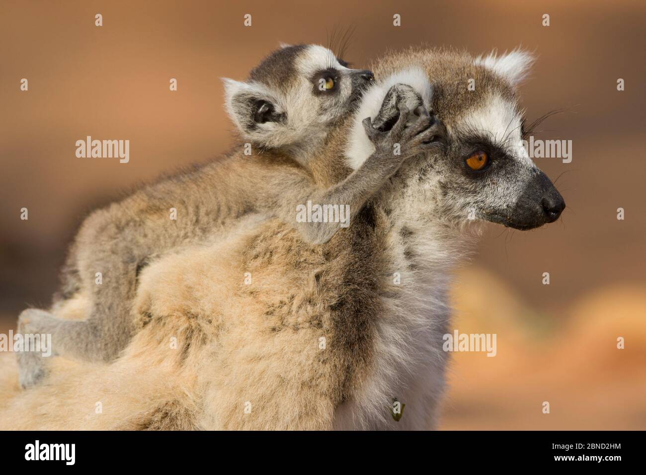 Mère de lémuriens à queue circulaire (Lemur catta) avec très jeune (1-2 semaines) bébé à cheval à l'arrière, réserve privée Berenty, Madagascar. Banque D'Images