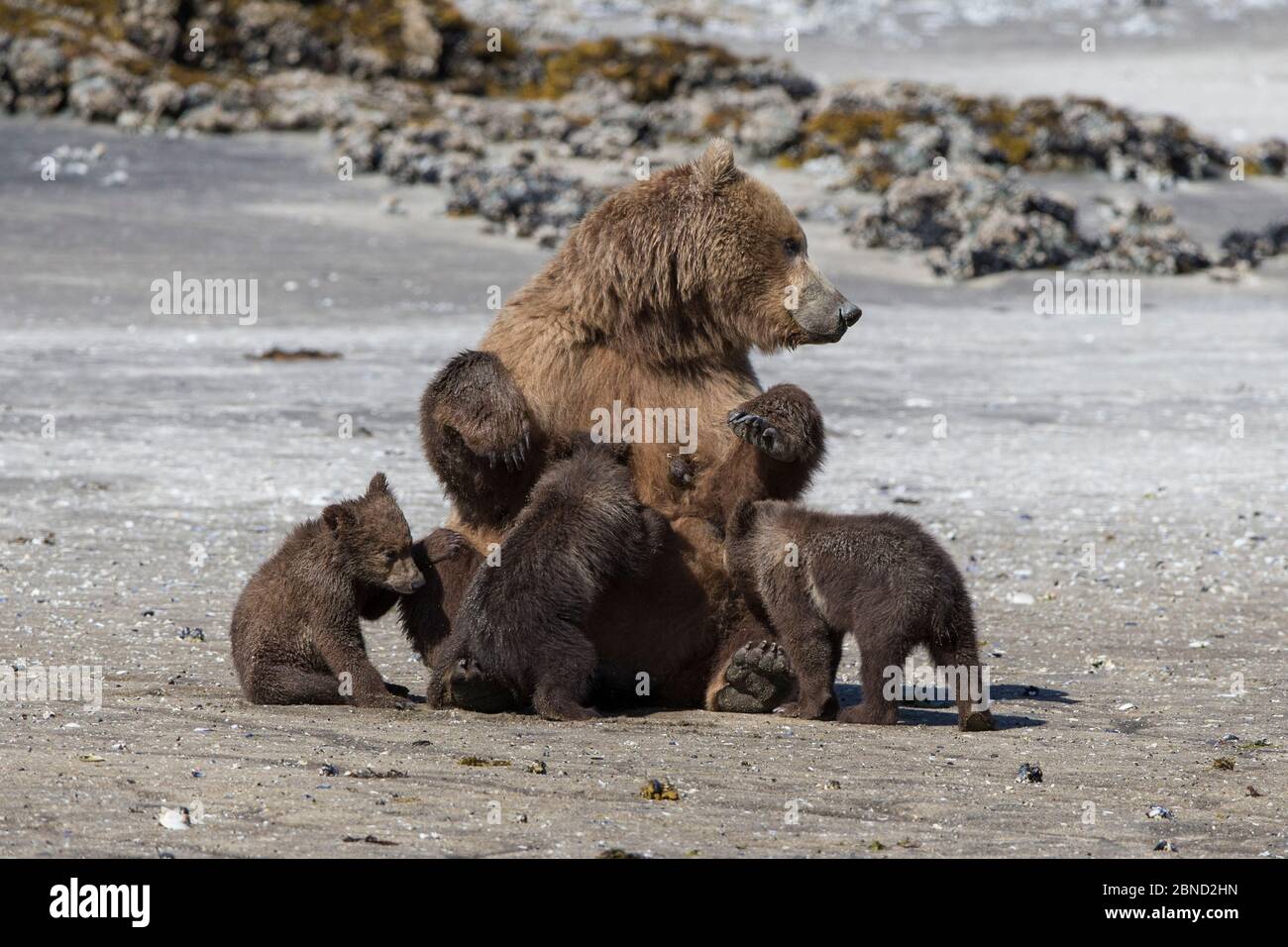 Ours brun (Ursus arctos) mère allaitant triplés petits sur la plage, parc national de Katmai, Alaska, États-Unis, juin. Banque D'Images