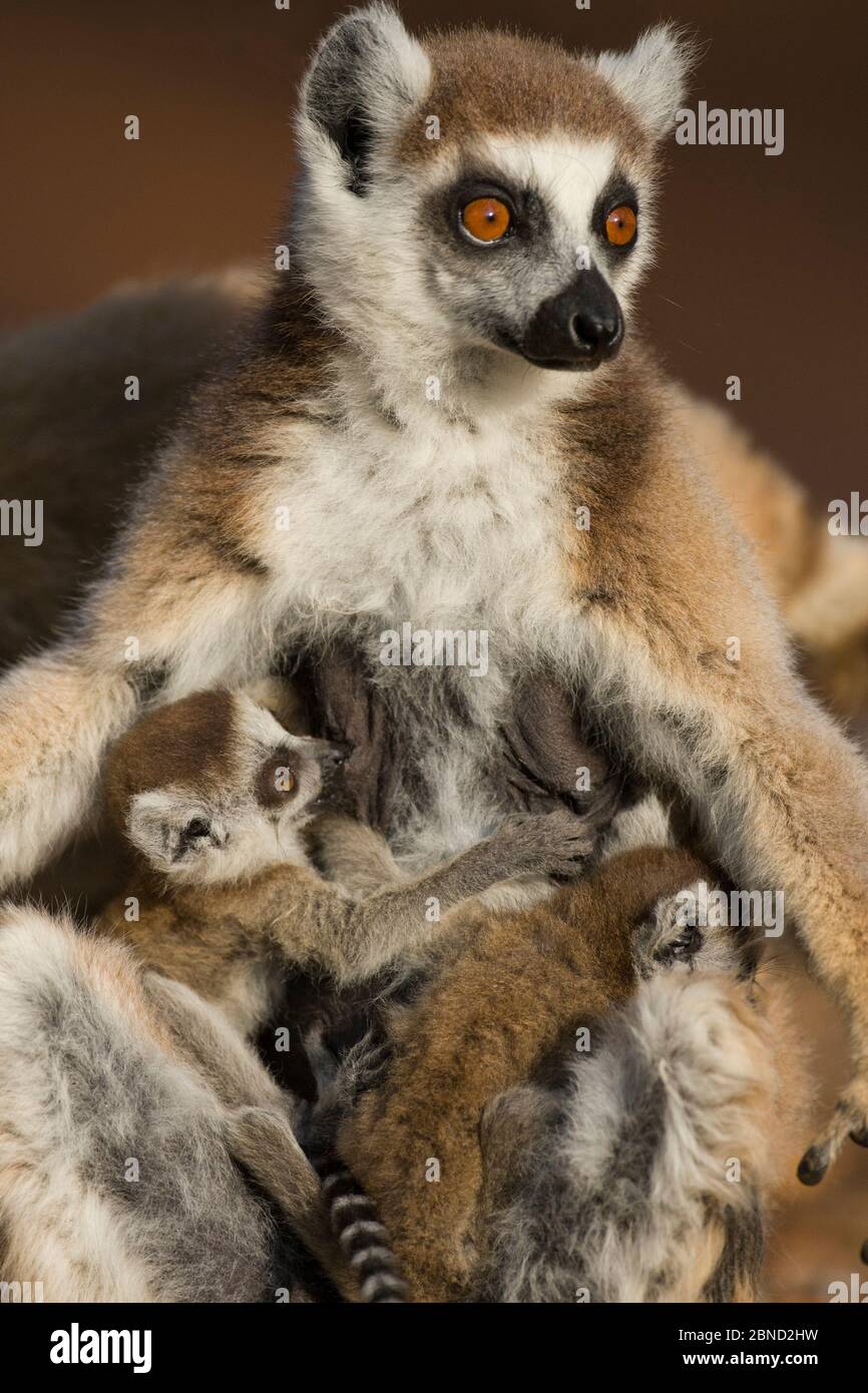 Mère de lémuriens à queue circulaire (Lemur catta) avec très jeune (1-2 semaines) bébé jumeaux allaiteux, Berenty Réserve privée, Madagascar. Banque D'Images