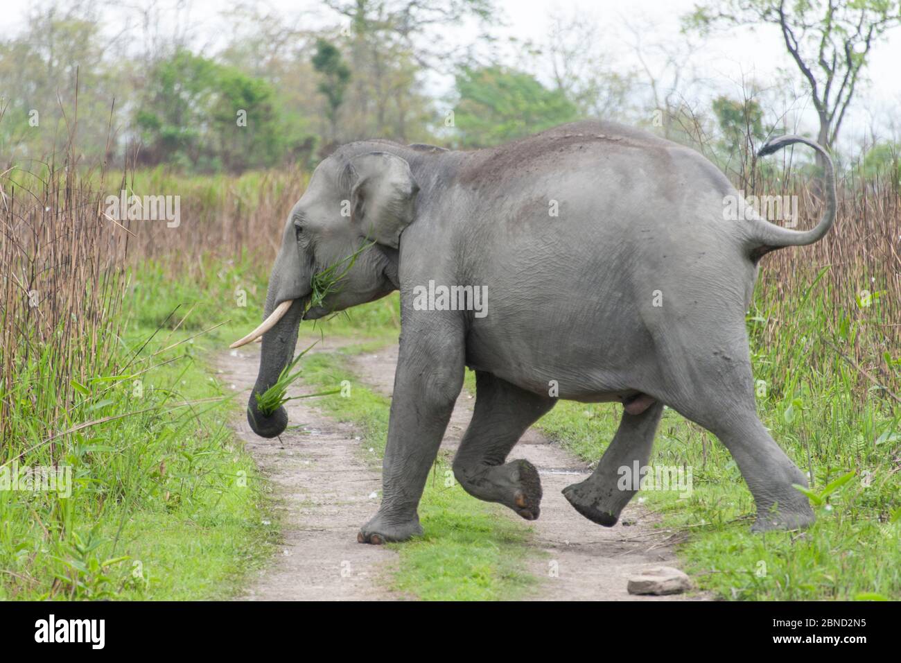 Éléphant d'Asie (Elepha maxima) traversant la route du parc, Parc national de Kaziranga, Inde. Banque D'Images