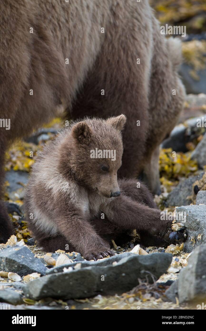 Ours brun (Ursus arctos) petits sur la rive à côté de mère, parc national de Katmai, Alaska, États-Unis. Juin. Banque D'Images