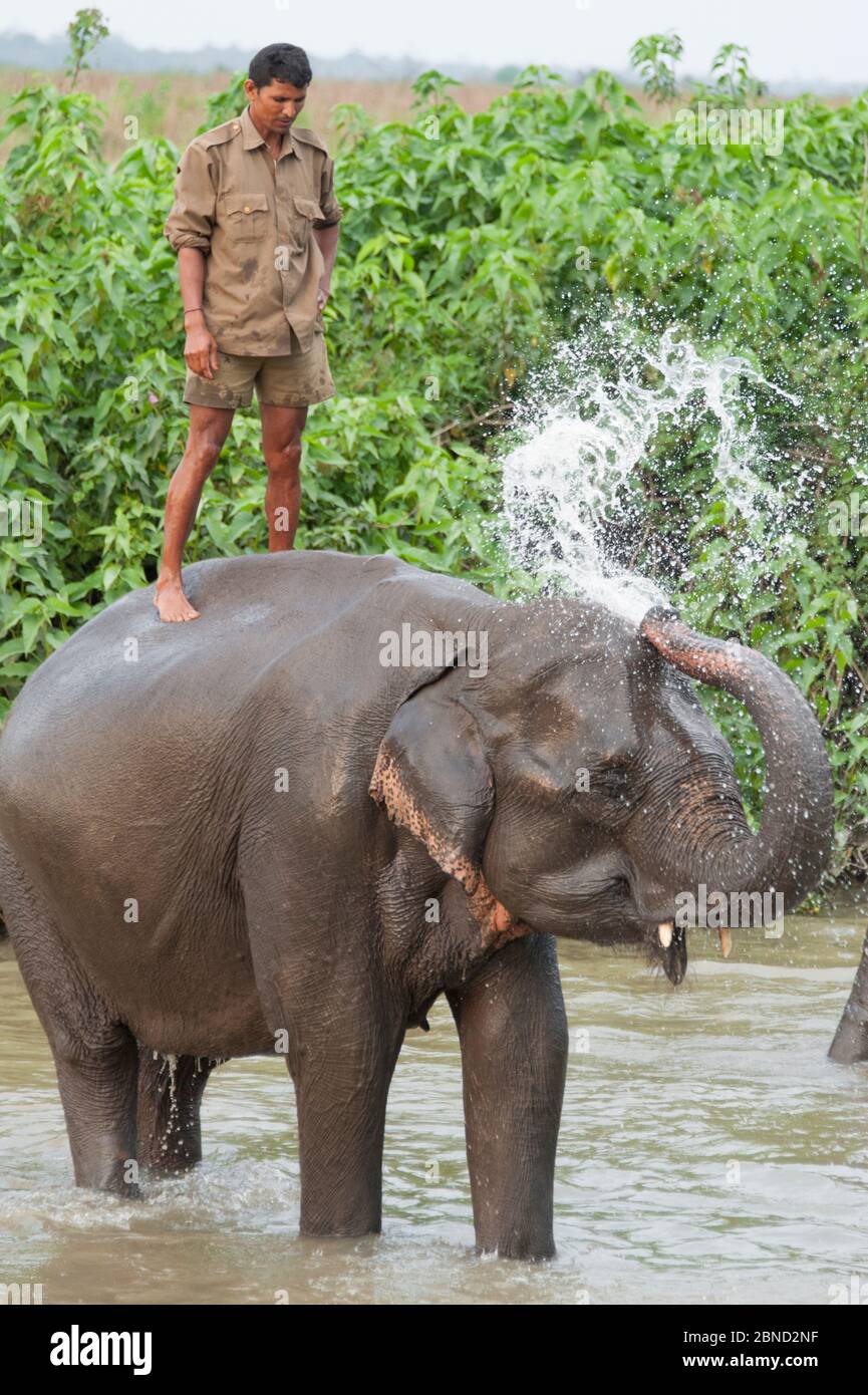 Éléphant asiatique domestique (Elepha maximus) lavant dans la rivière, avec mahout debout à l'arrière, Parc national de Kaziranga, Inde. Banque D'Images