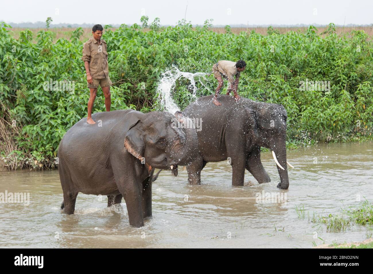 Éléphant d'Asie domestique (Elepha maxima) lavant dans la rivière, avec des mahouts debout à l'arrière, Parc national de Kaziranga, Inde 2012. Banque D'Images