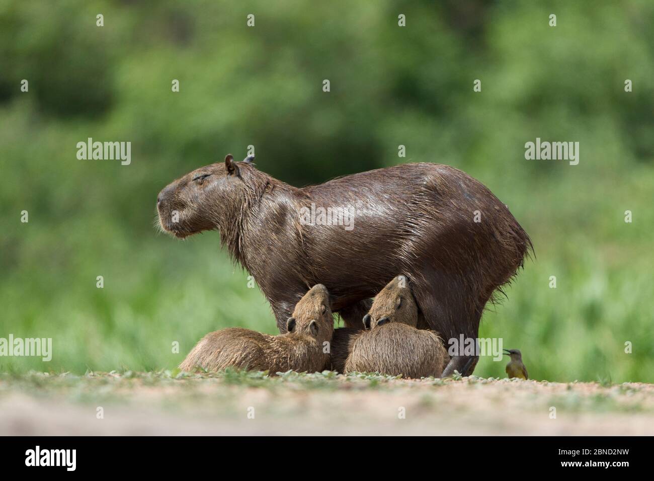 Mère de capybara (Hydrochaeris hydrochaeris) avec bébés allaités, Pantanal, Brésil. Banque D'Images