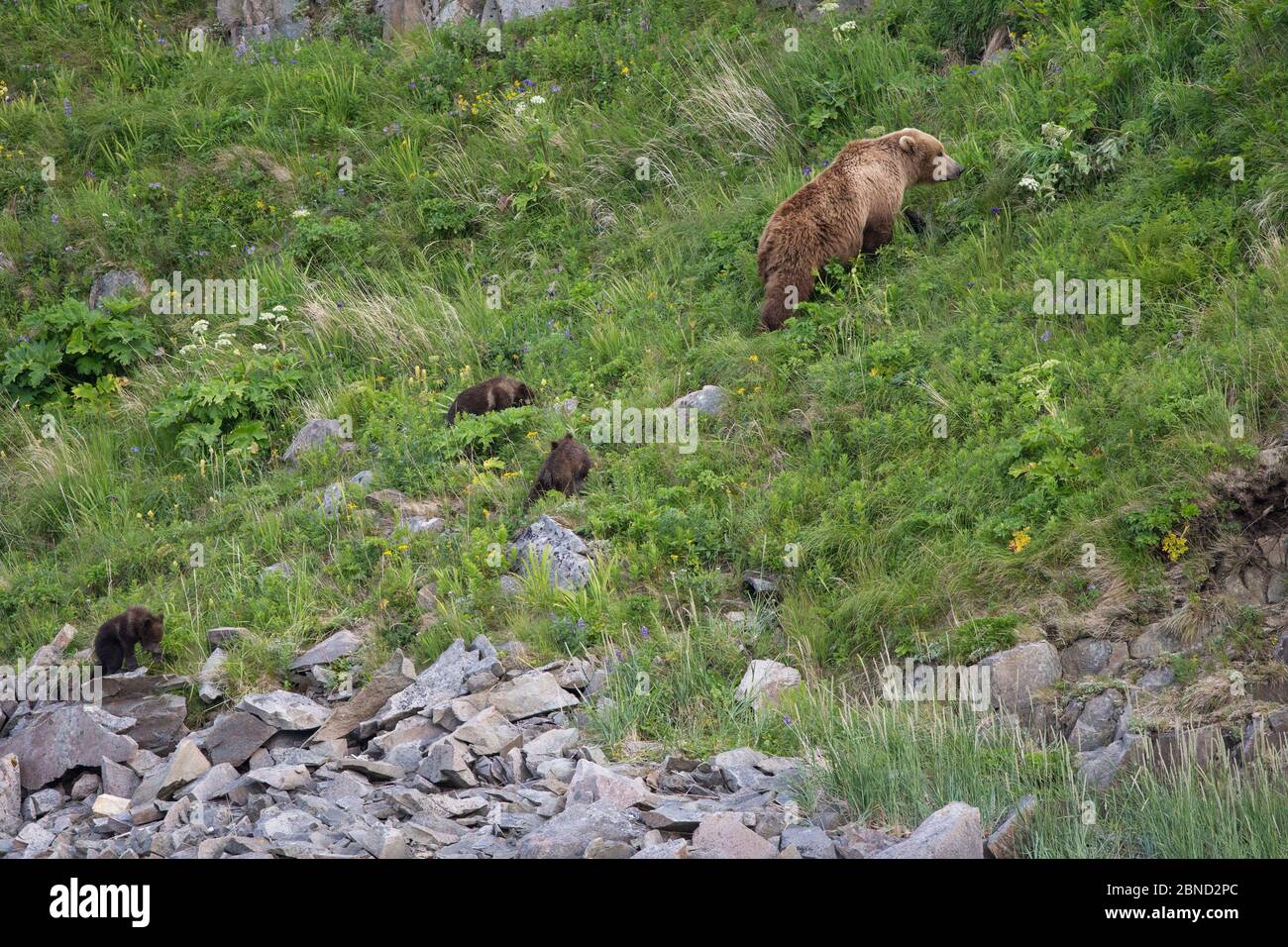 Ours brun (Ursus arctos) mère et 3-4 mois triplés petits marchant sur la colline raide. Parc national de Katmai, Alaska, États-Unis, juin. Banque D'Images
