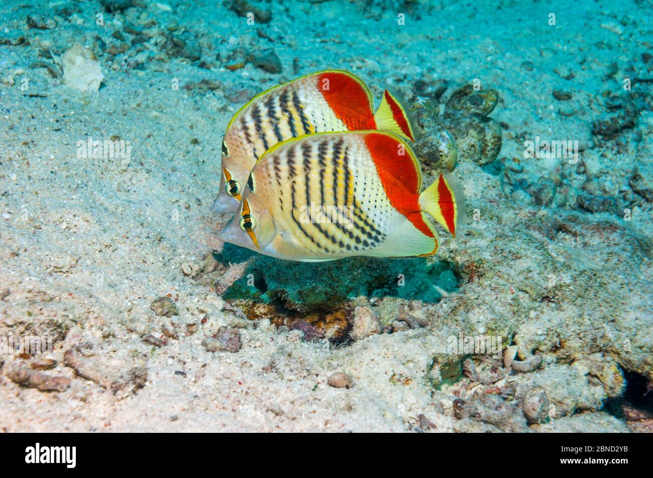 Poisson-mouche érythréen de la mer Rouge (Chaetodon paucifasciatus). Égypte, Mer Rouge. Banque D'Images
