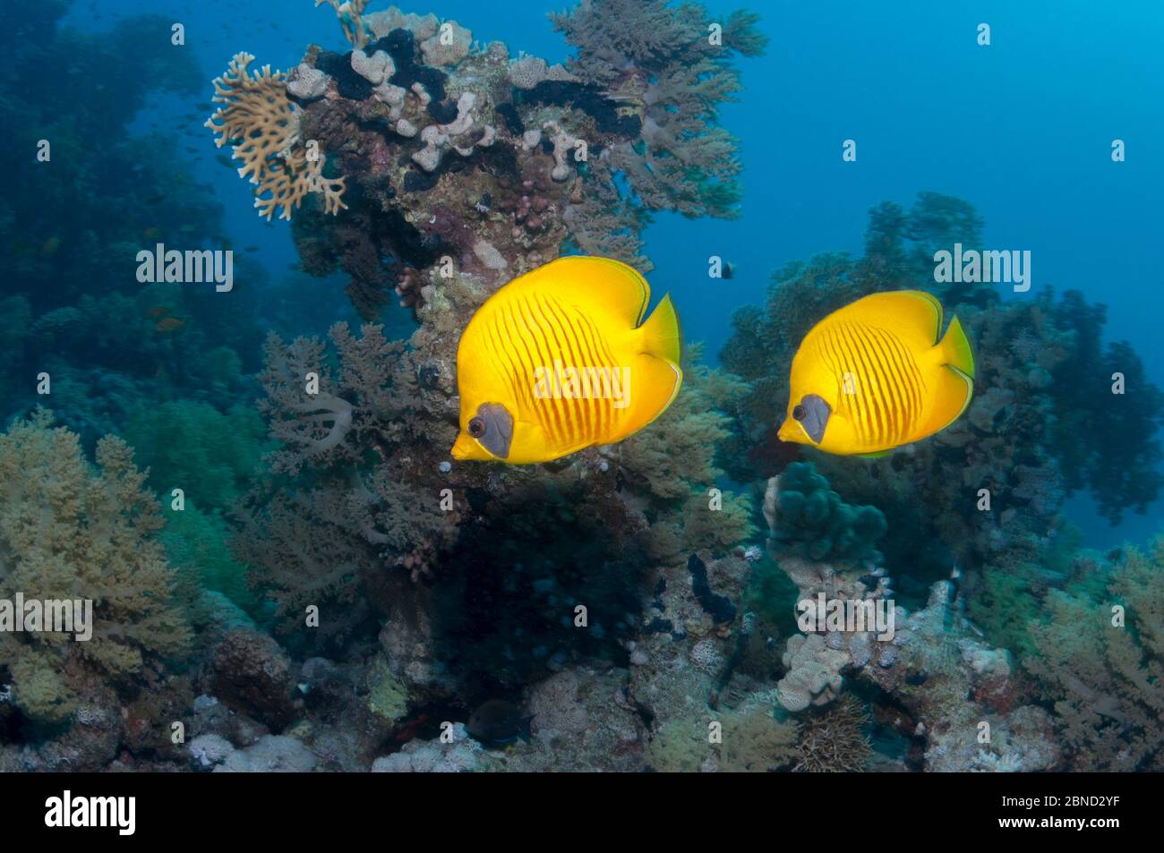 Le babeurre doré (Chaetodon semilarvatus) deux nageant sur le récif corallien. Égypte, Mer Rouge. Banque D'Images