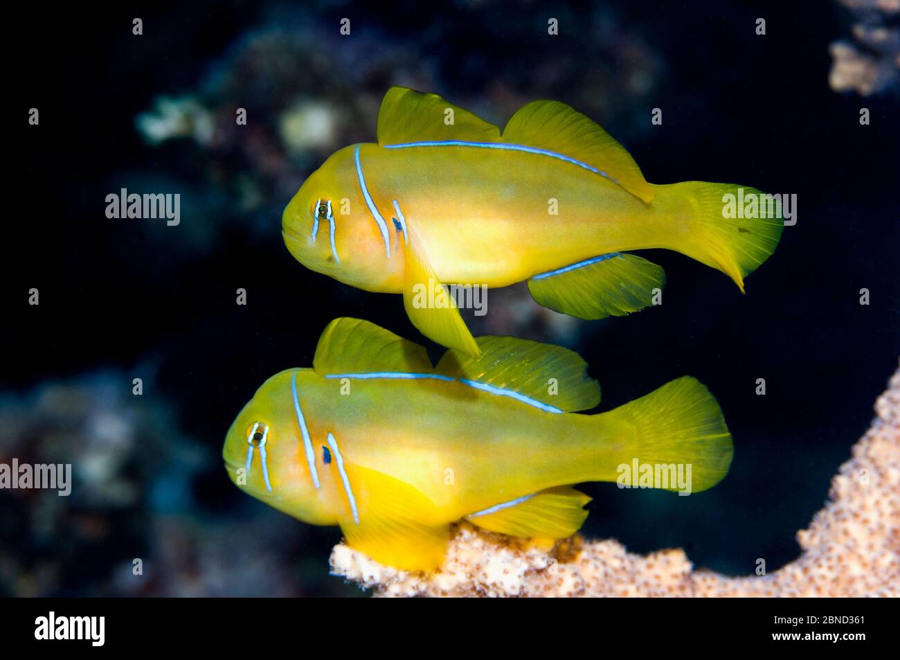 Paire de coralgobies au citron (Gobiodon citrinus) sur la perche de corail. Égypte, Mer Rouge. Banque D'Images