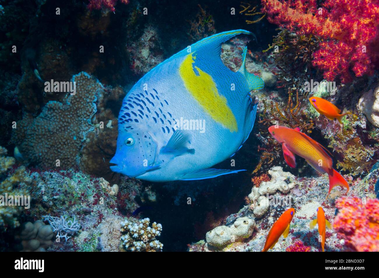 Poisson-ange jaune (Pomacanthus maculosus) nageant sur un récif rocheux, Égypte, Mer Rouge. Banque D'Images