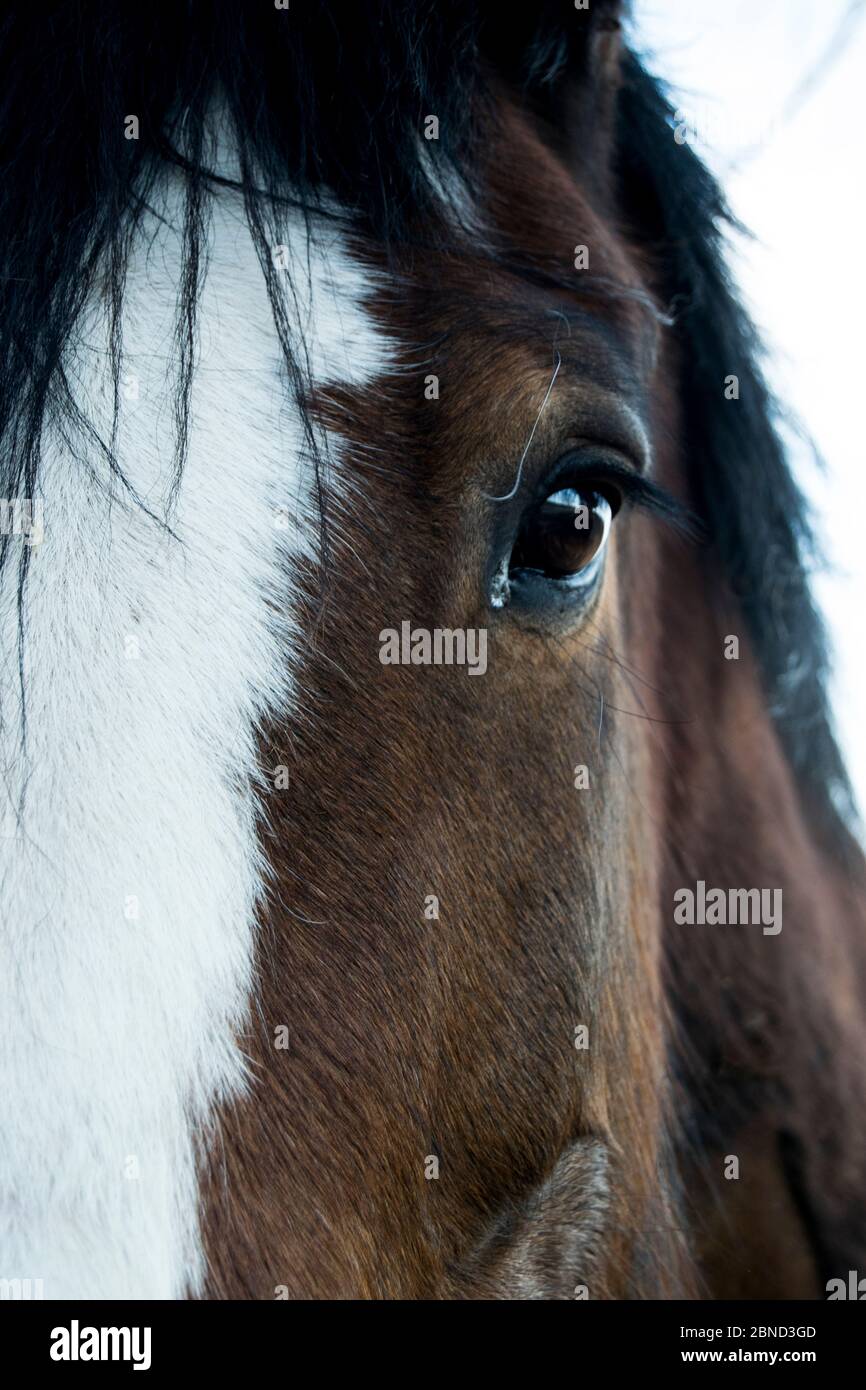 Demi portrait de la tête de cheval Banque D'Images