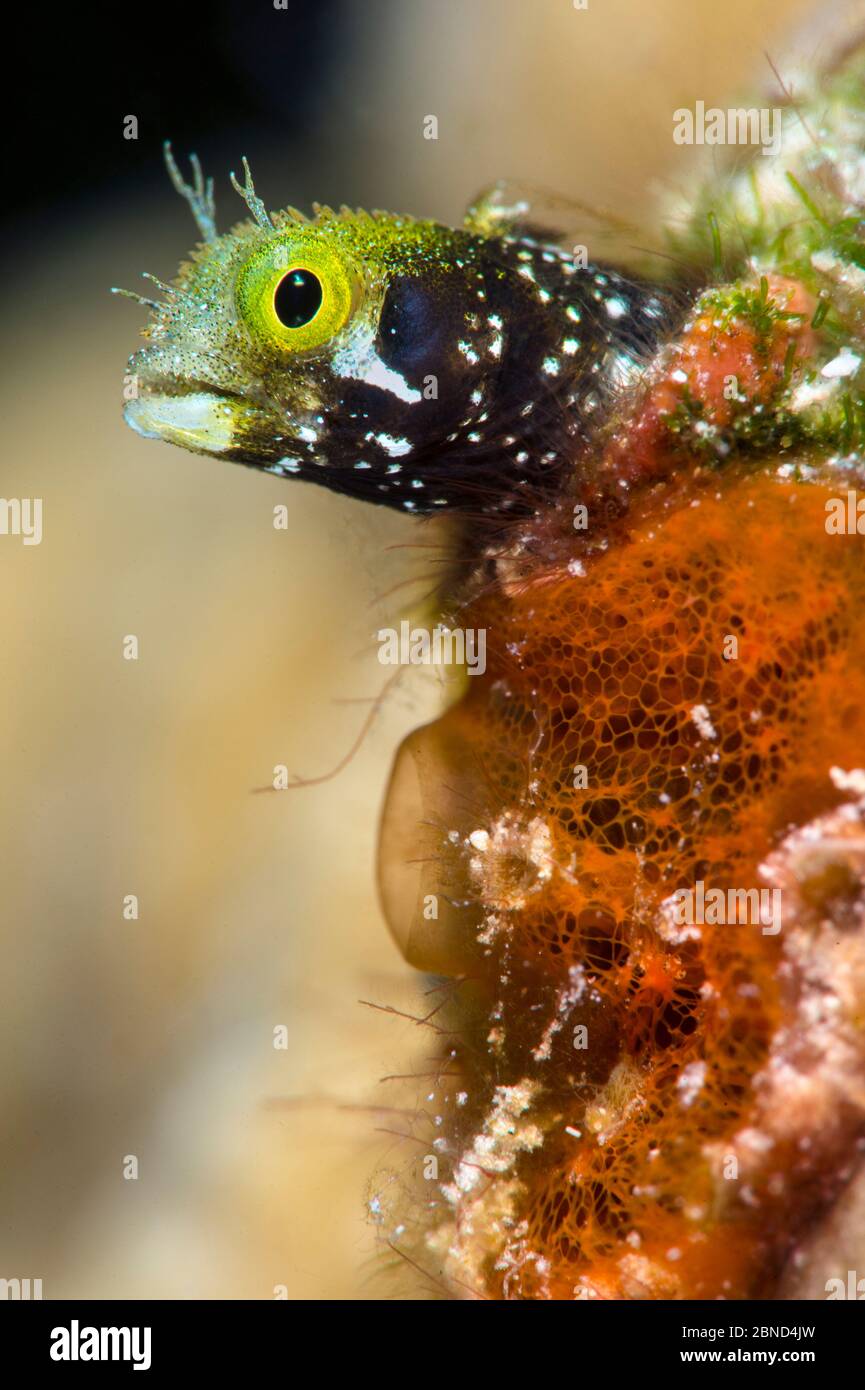 Portrait d'un secrétaire blenny (Acanthemblemaria maria) qui se détachant de son trou dans un récif de corail. Cayman Brac, Îles Caïman. Mer des Caraïbes. Banque D'Images