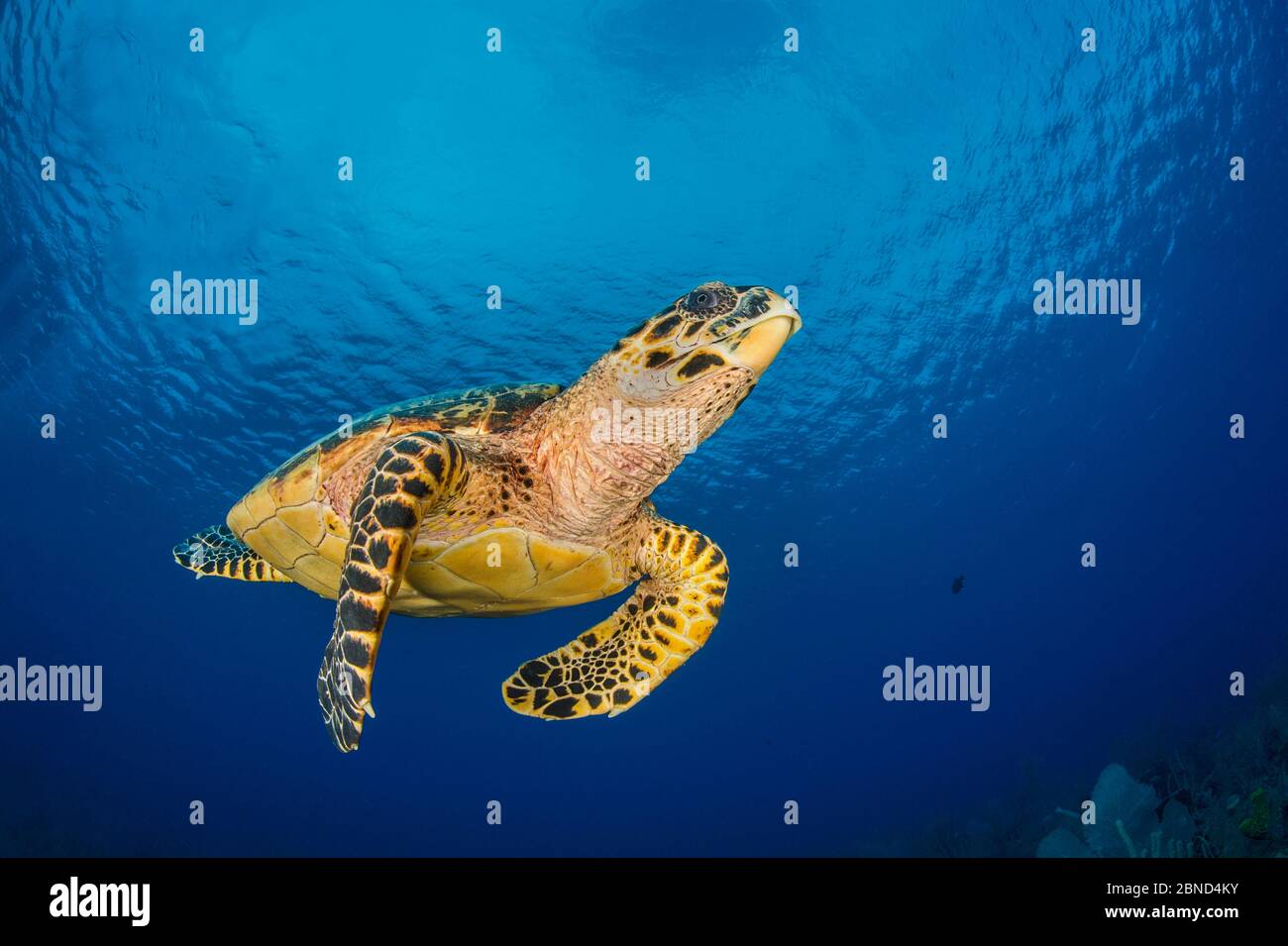 Tortue imbriquée (Eretmochelys imbricata) nageant au-dessus d'un récif de corail, sous un ciel nuageux. Bloody Bay Wall, Little Cayman, îles Caïman. Caraïbes se Banque D'Images