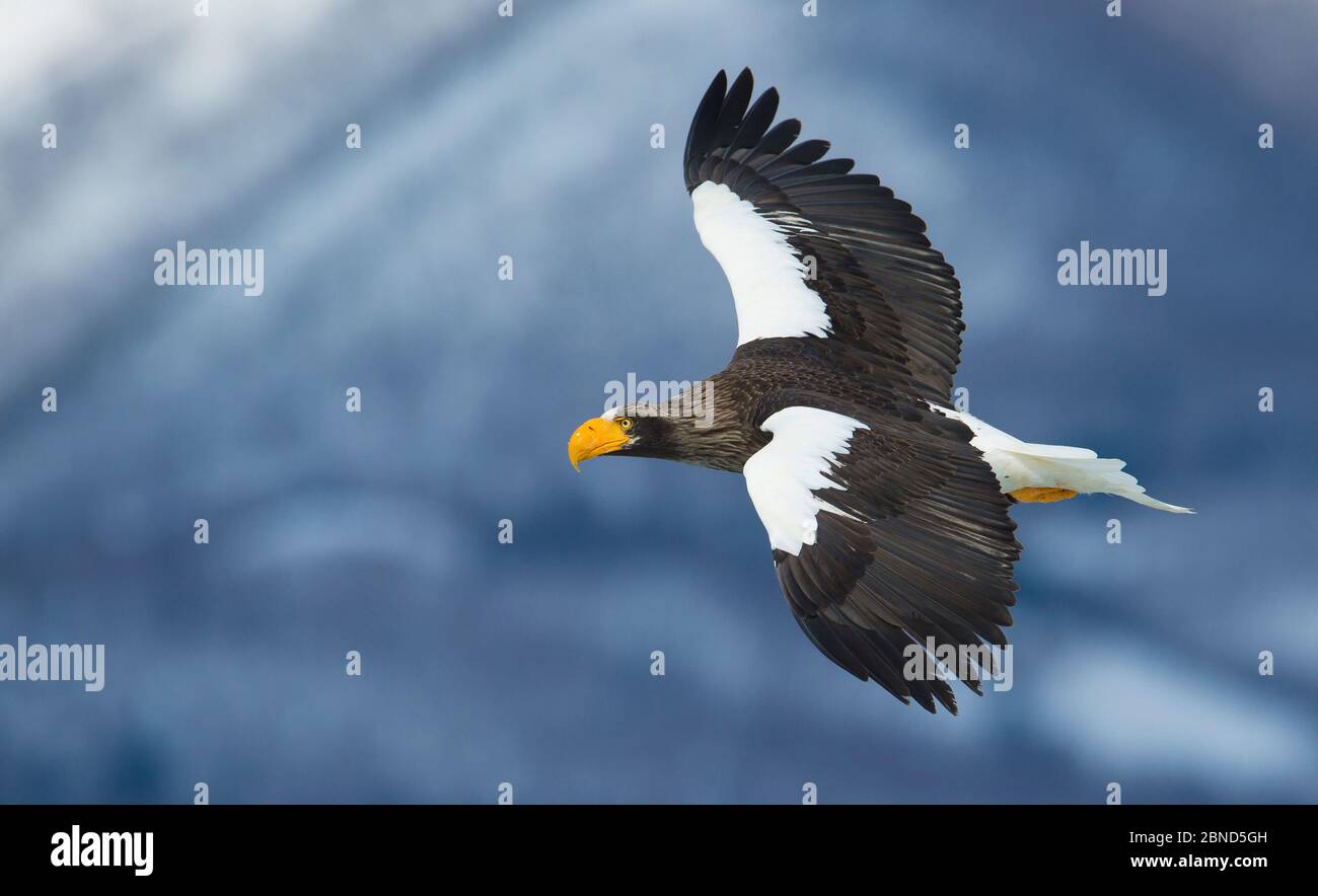 L'aigle de mer de Steller (Haliaeetus pelagicus) en vol, Hokkaido, Japon, février. Banque D'Images