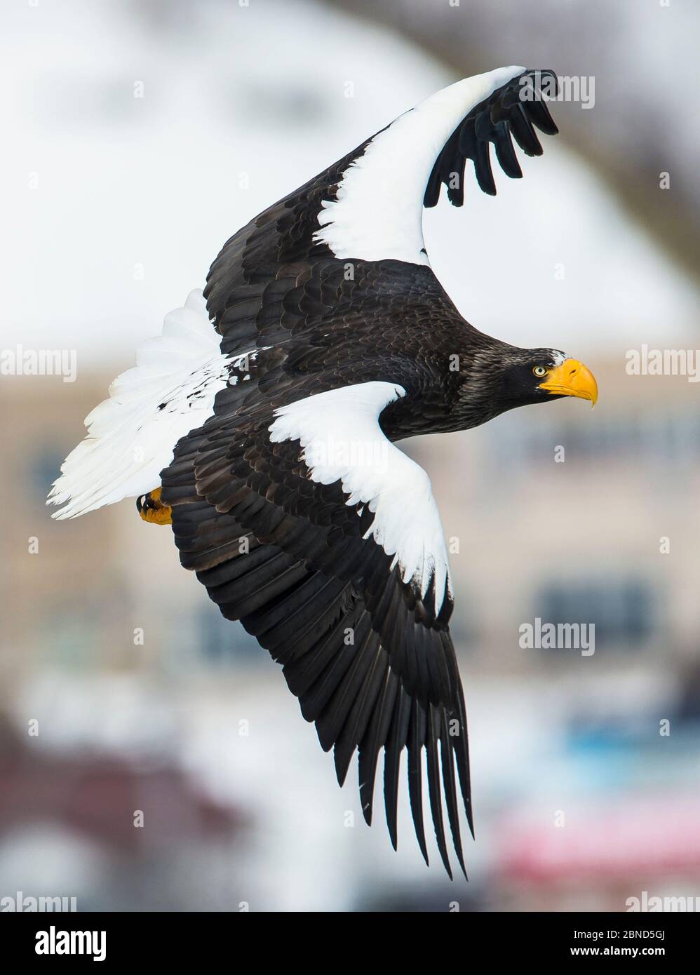 L'aigle de mer de Steller (Haliaeetus pelagicus) en vol, Hokkaido, Japon, février. Banque D'Images