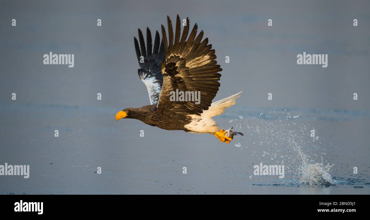 L'aigle de mer de Steller (Haliaeetus pelagicus) dans la chasse au poisson en vol, Hokkaido, Japon, février. Banque D'Images
