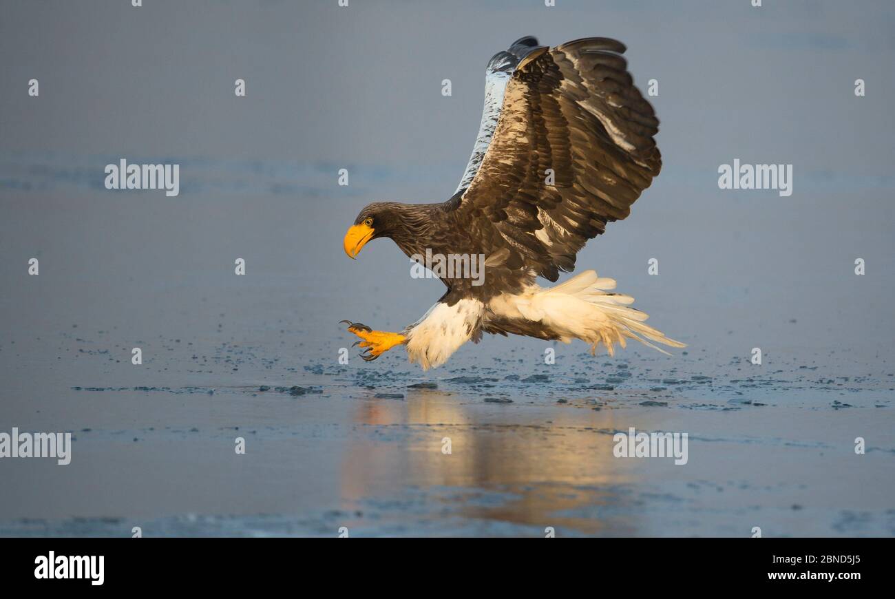L'aigle de mer de Steller (Haliaeetus pelagicus) dans la chasse au poisson en vol, Hokkaido, Japon, février. Banque D'Images