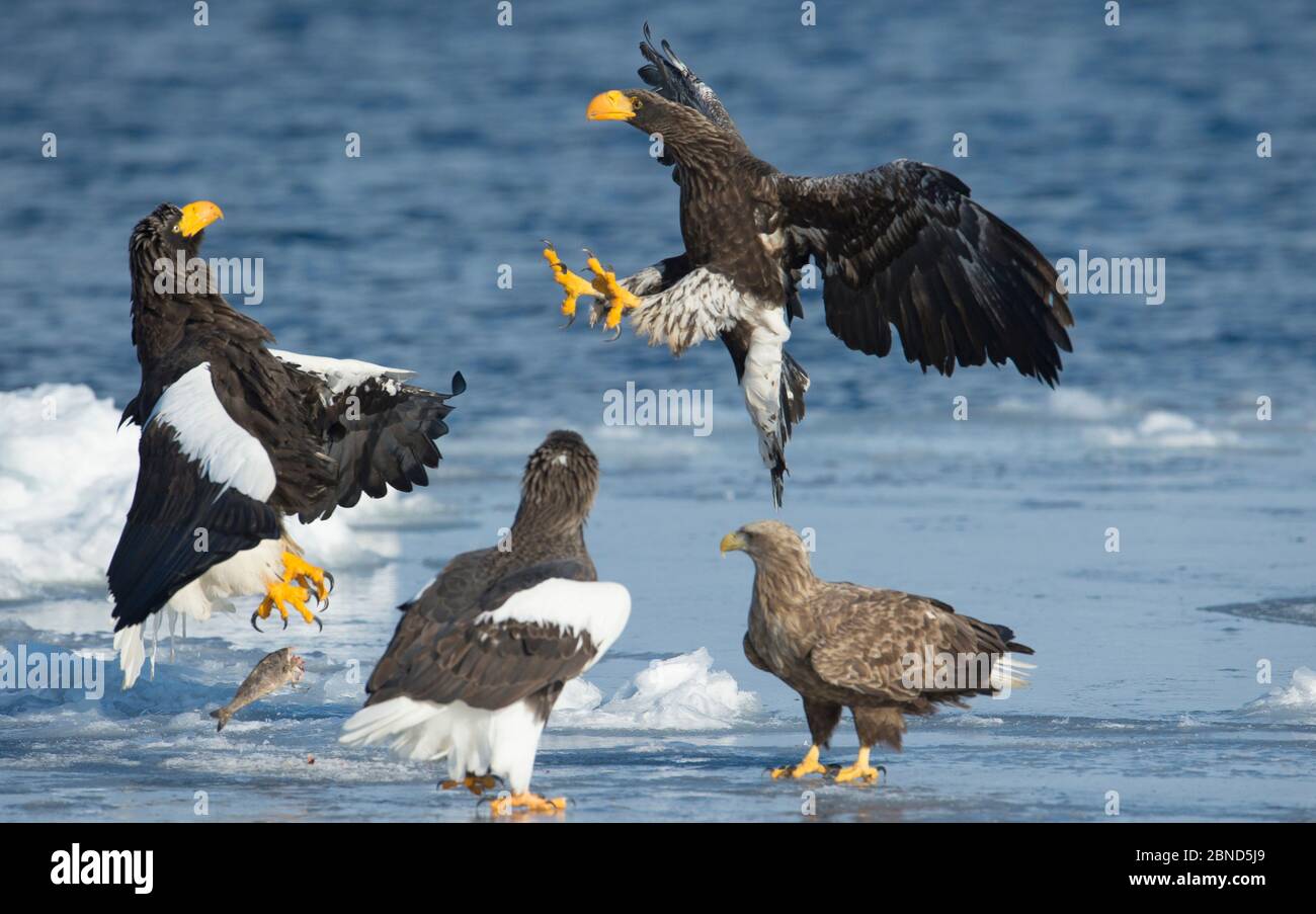 Aigle de mer de Steller (Haliaeetus pelagicus) deux combats de poissons sous surveillance de l'aigle de mer à queue blanche (Haliaeetus albicilla) Hokkaido, Japon, février. Banque D'Images