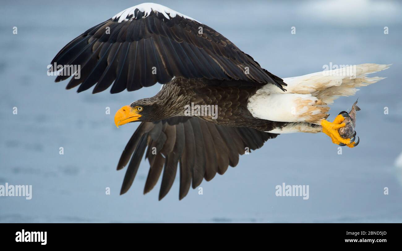 L'aigle de mer de Steller (Haliaeetus pelagicus) en vol, Hokkaido, Japon, février. Banque D'Images