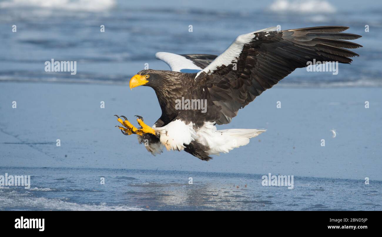 L'aigle de mer de Steller (Haliaeetus pelagicus) dans la chasse au poisson en vol, Hokkaido, Japon, février. Banque D'Images