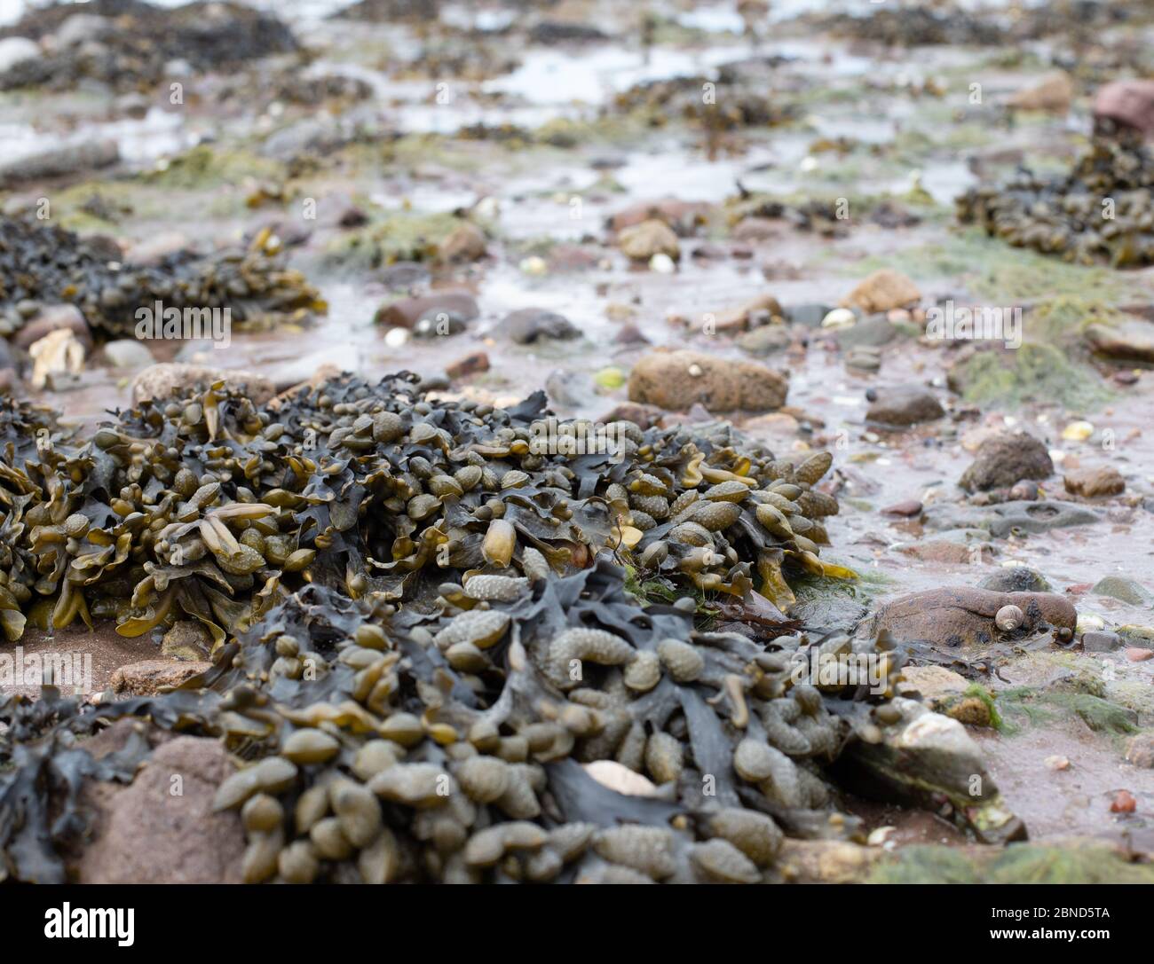 Algues brunes sur Stony Beach Banque D'Images