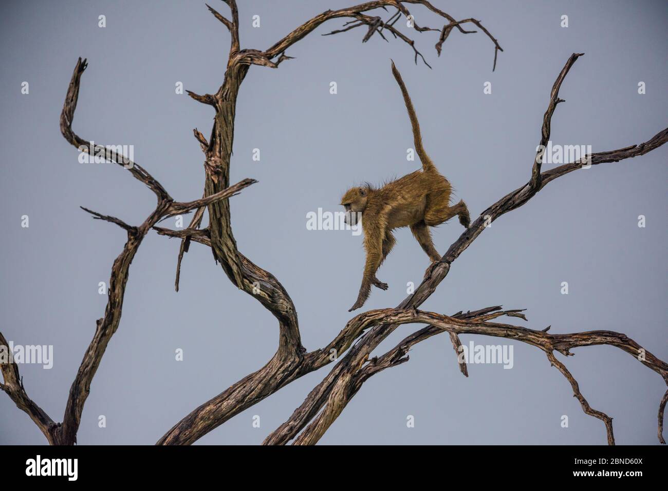 Chacma Baboon (Papio hamadryas ursinus), garde de l'arbre, delta de l'Okavango, Botswana. Banque D'Images