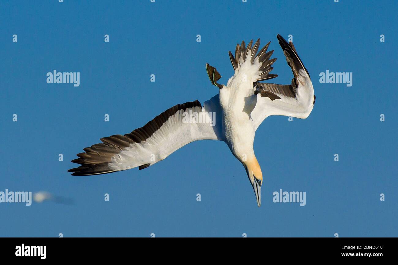 Cape gannet (Morus capensis) plongée pour les poissons pendant la course annuelle de sardine, Port St Johns, Afrique du Sud. Juin. Banque D'Images