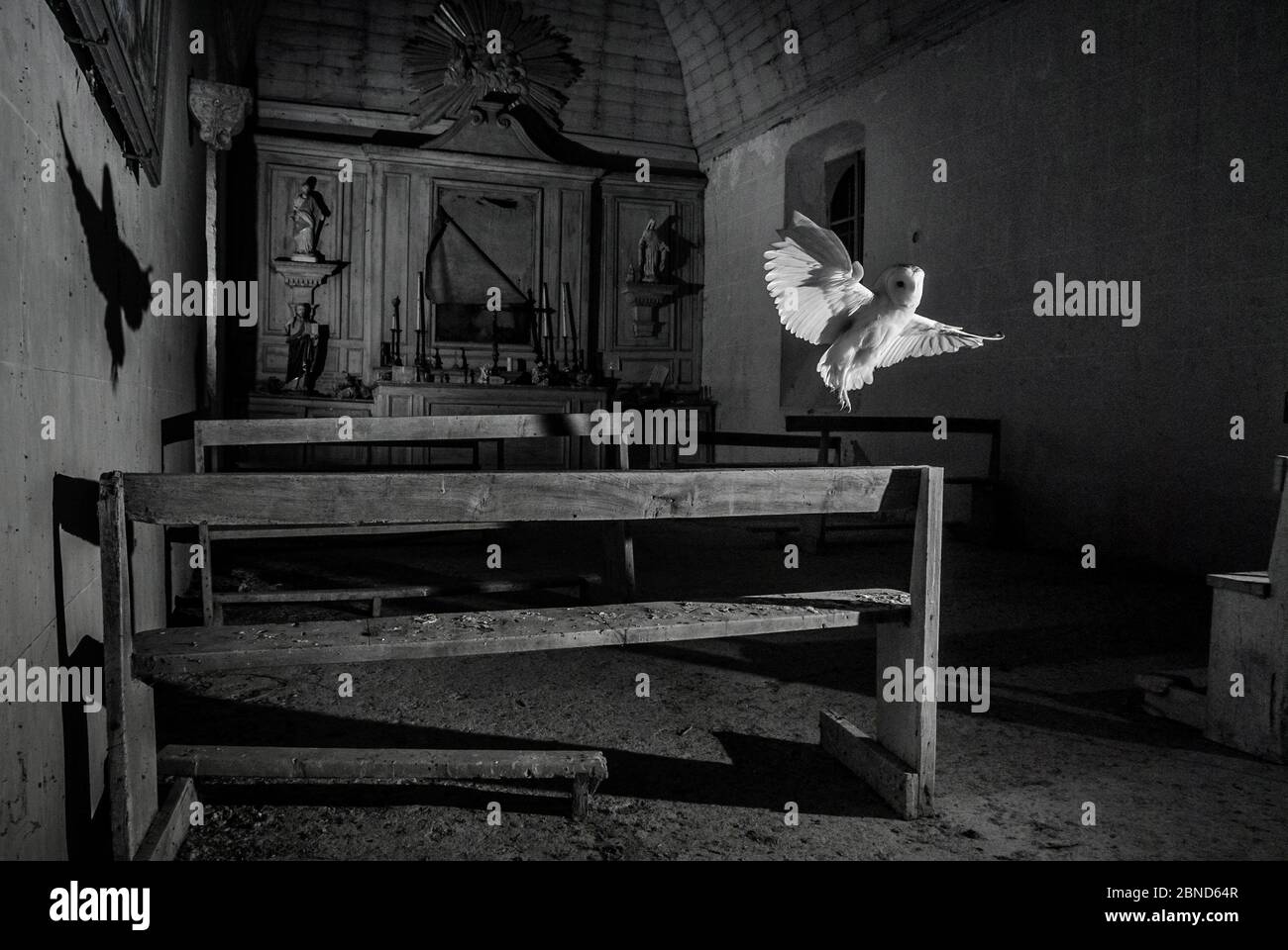Hibou de la grange (Tyto alba) volant dans l'ancienne chapelle la nuit, pris avec un piège infrarouge téléporté, Mayenne, pays de Loire, France, novembre. Banque D'Images