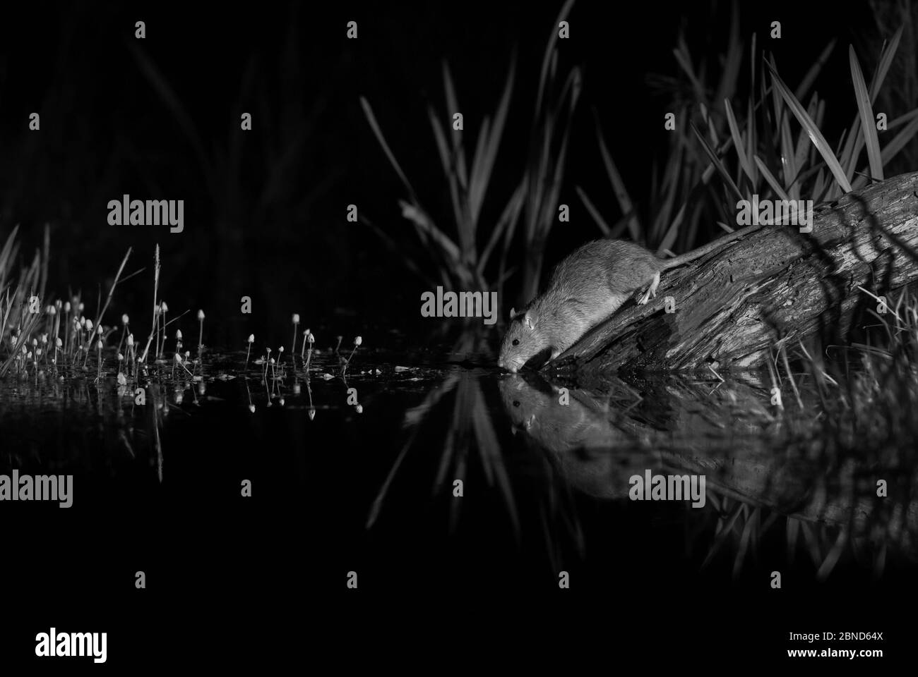 Rat brun (Rattus norvegicus) buvant la nuit, pris la nuit par infrarouge, Mayenne, pays de la Loire, France. Banque D'Images